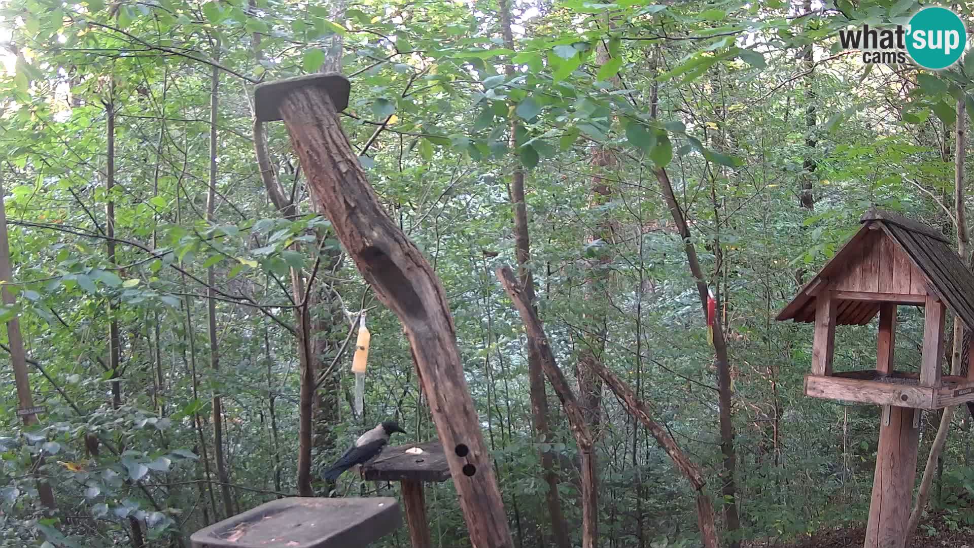 Mangiatoie per uccelli allo ZOO di Lubiana livecam
