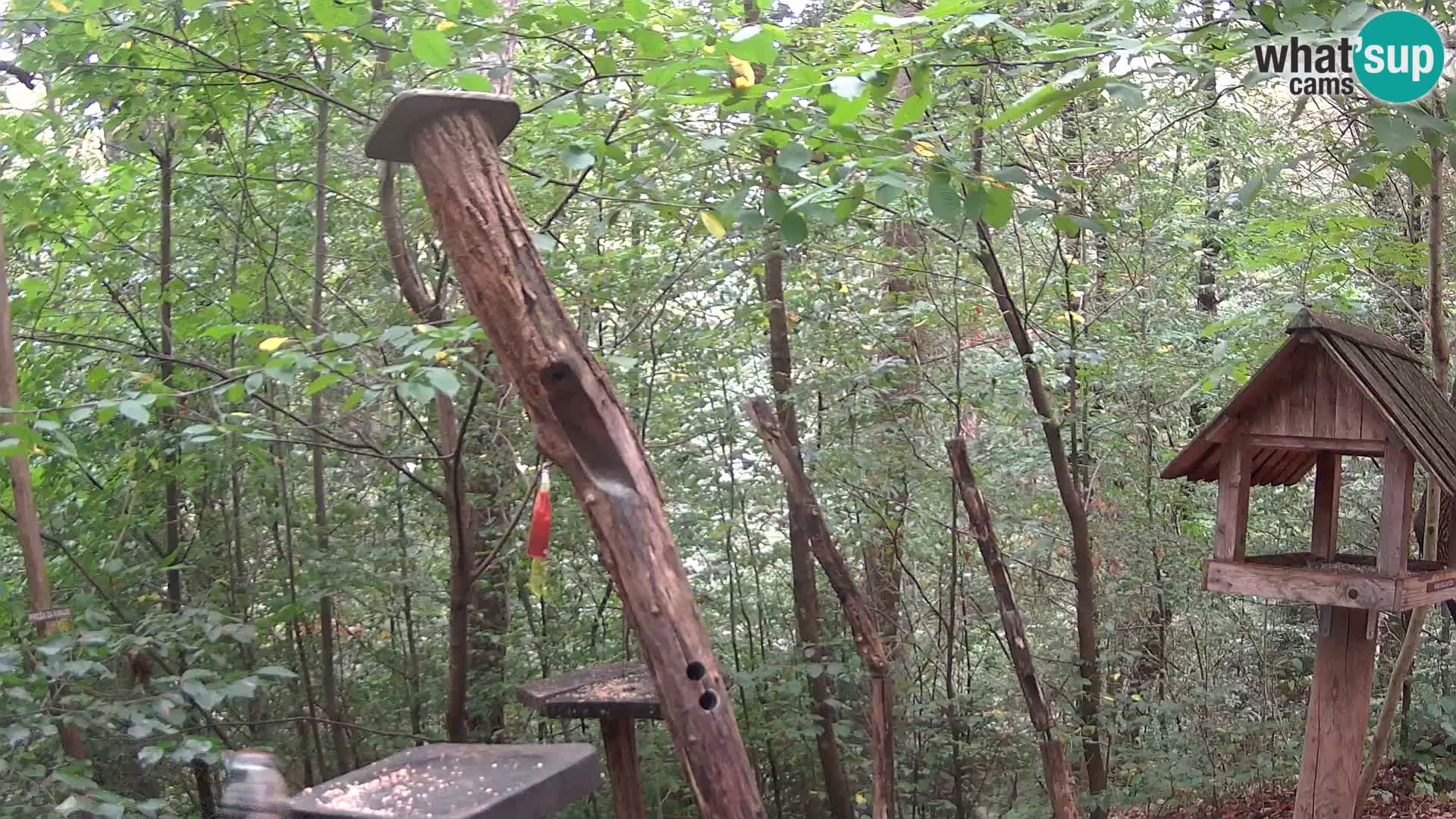 Comederos para pájaros en ZOO Ljubljana camera en vivo