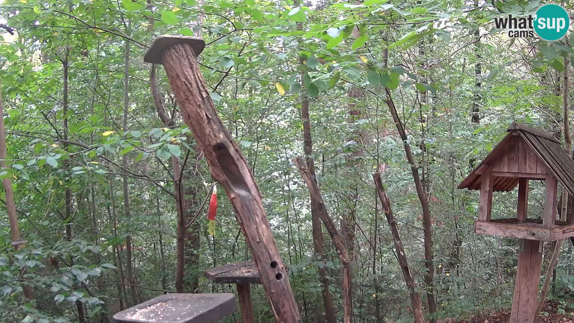 Bird feeders at ZOO Ljubljana webcam