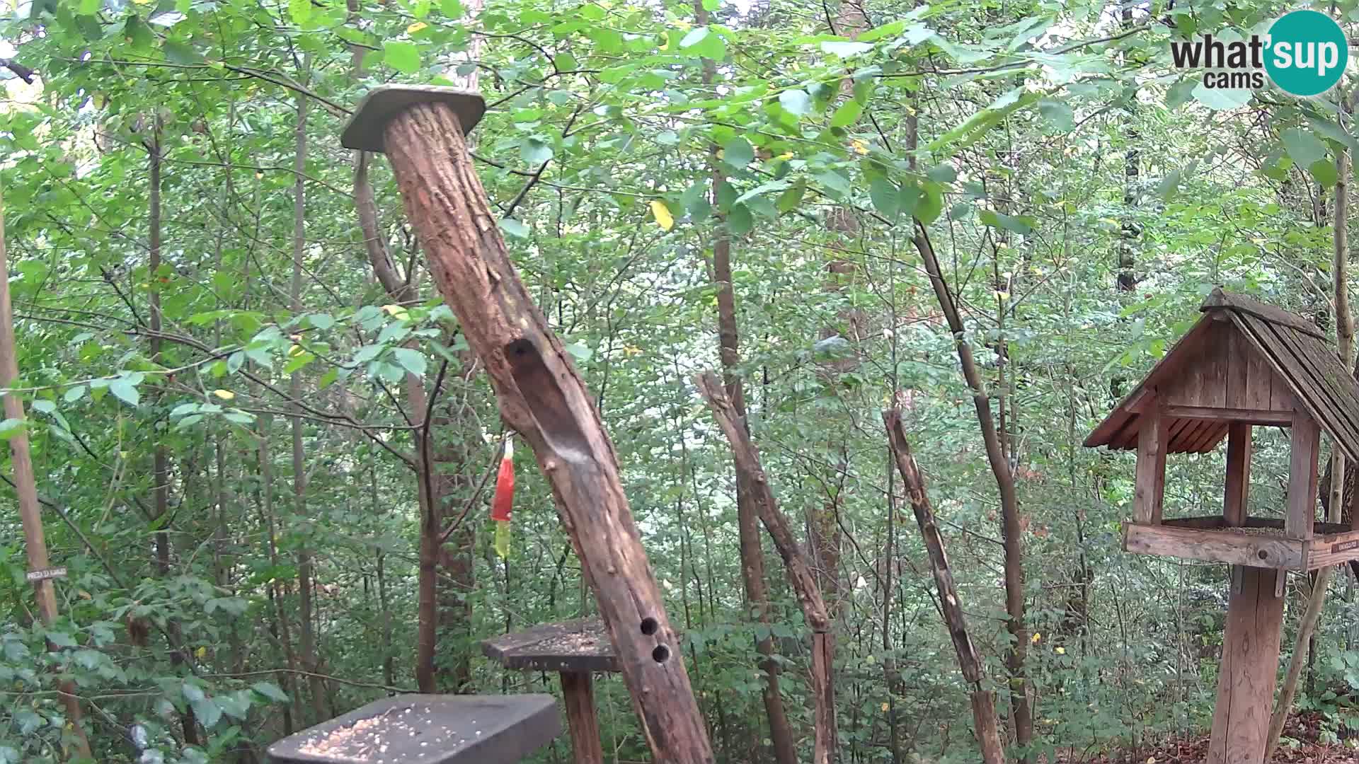 Mangiatoie per uccelli allo ZOO di Lubiana livecam