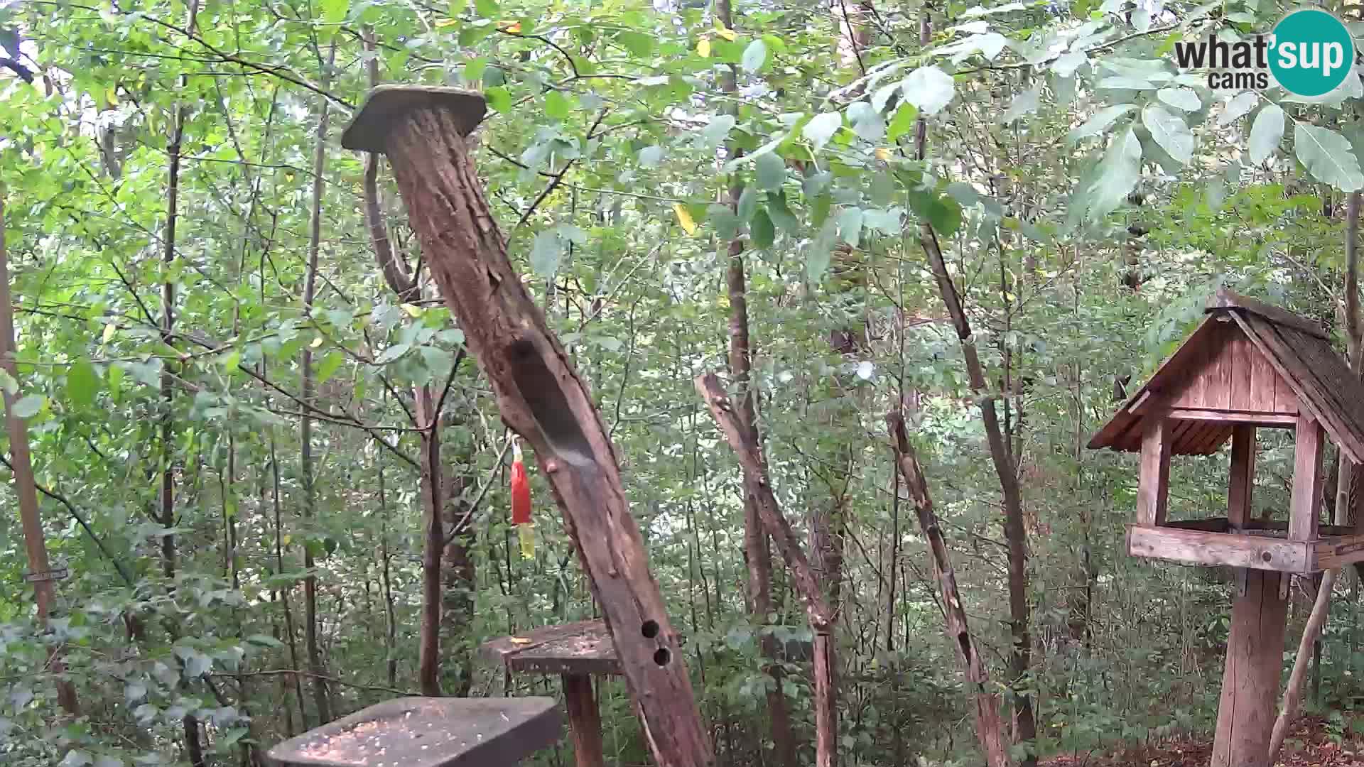 Hranilice za ptice u ZOO web kamera Ljubljana