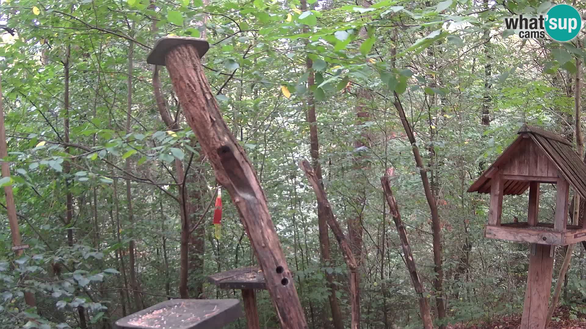 Hranilice za ptice u ZOO web kamera Ljubljana