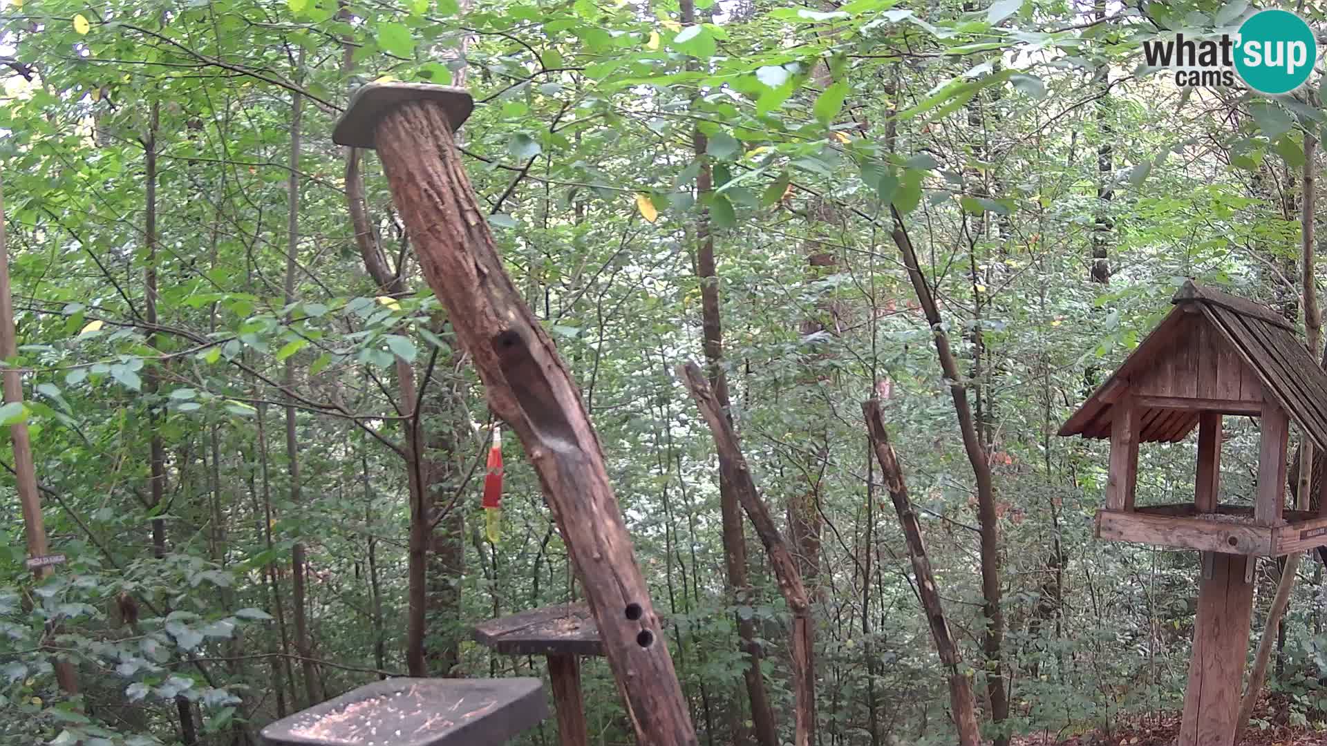 Mangiatoie per uccelli allo ZOO di Lubiana livecam