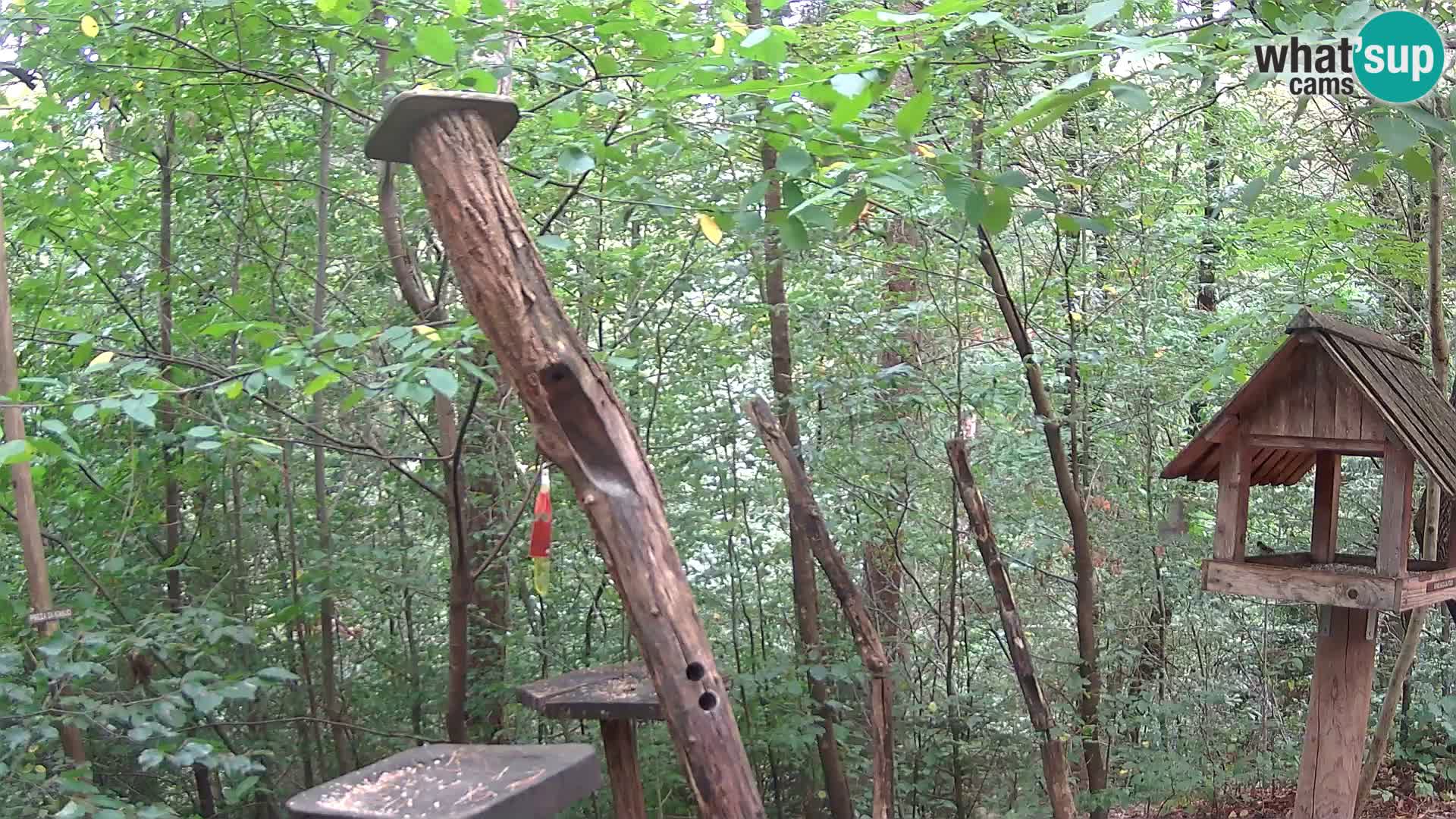 Bird feeders at ZOO Ljubljana webcam