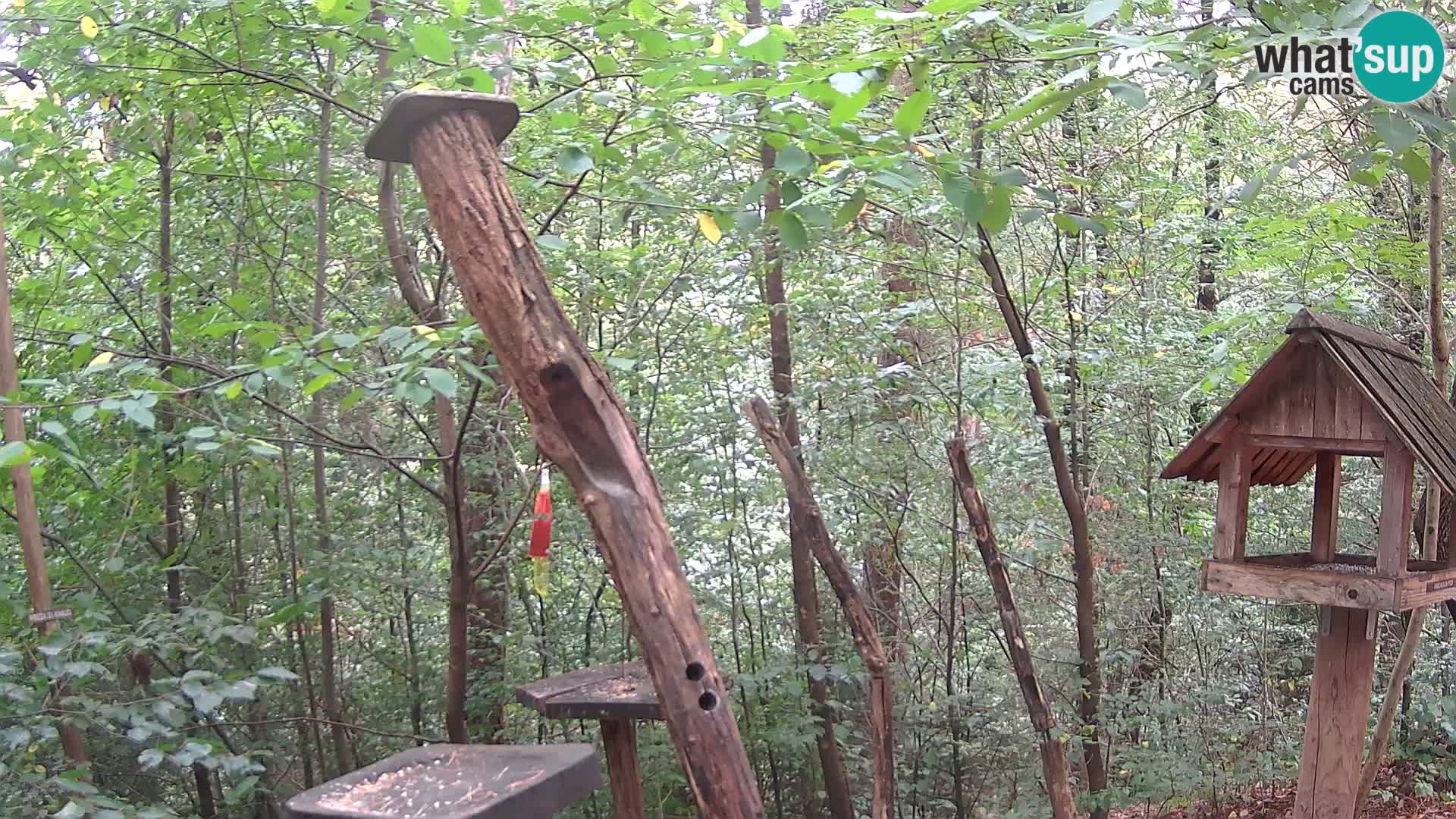 Mangiatoie per uccelli allo ZOO di Lubiana livecam