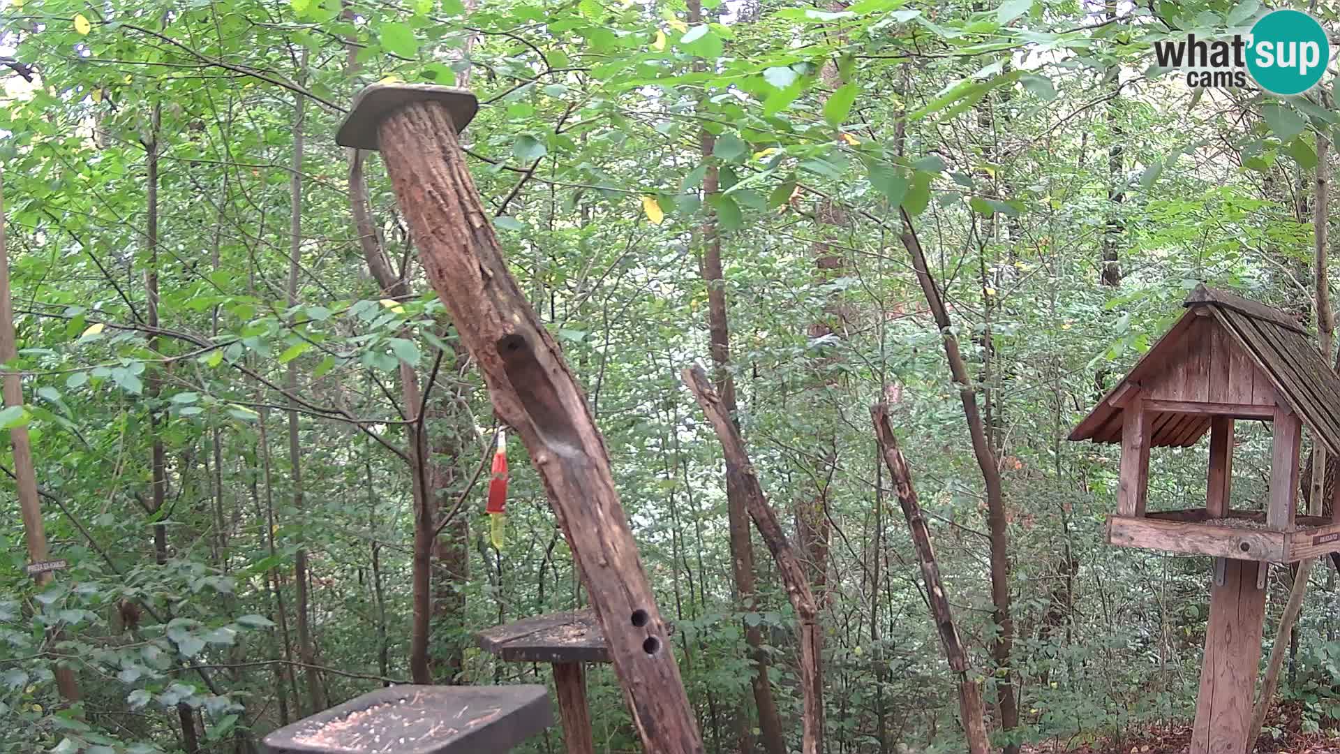Mangeoires pour oiseaux au ZOO live webcam Ljubljana