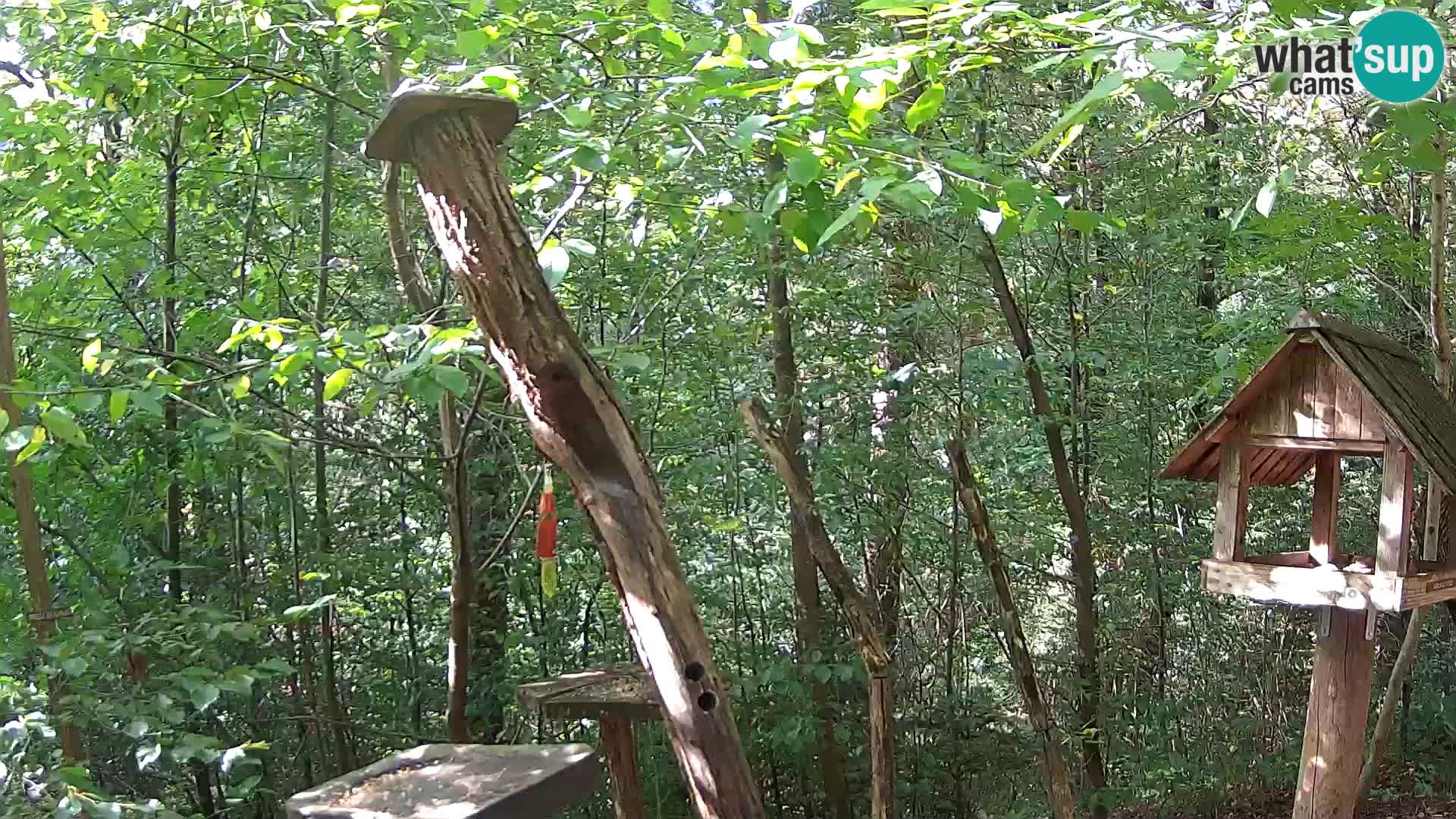 Hranilice za ptice u ZOO web kamera Ljubljana