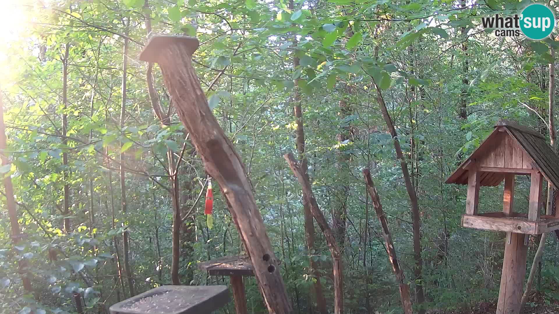 Hranilice za ptice u ZOO web kamera Ljubljana