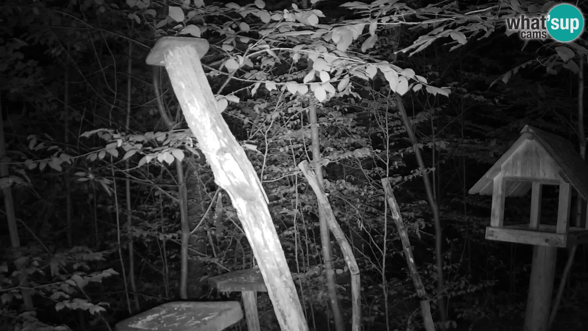 Bird feeders at ZOO Ljubljana webcam