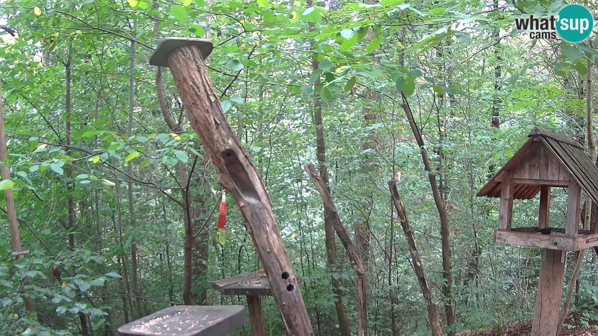 Mangiatoie per uccelli allo ZOO di Lubiana livecam