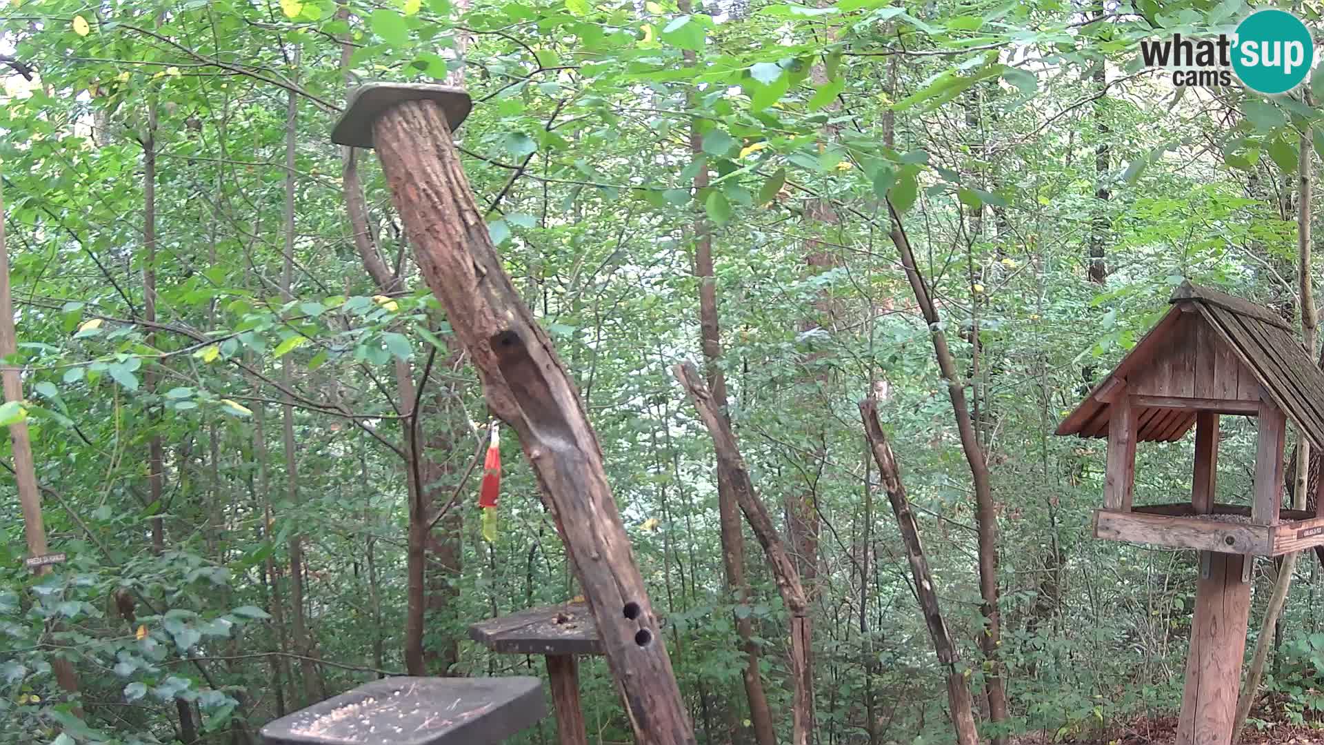 Mangeoires pour oiseaux au ZOO live webcam Ljubljana