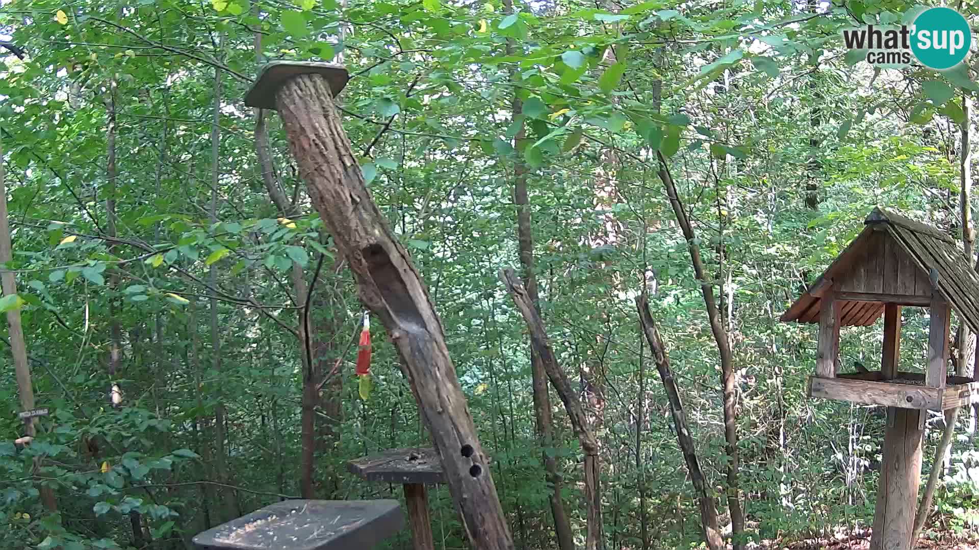 Krmilnice za ptiče v ZOO Ljubljana spletna kamera