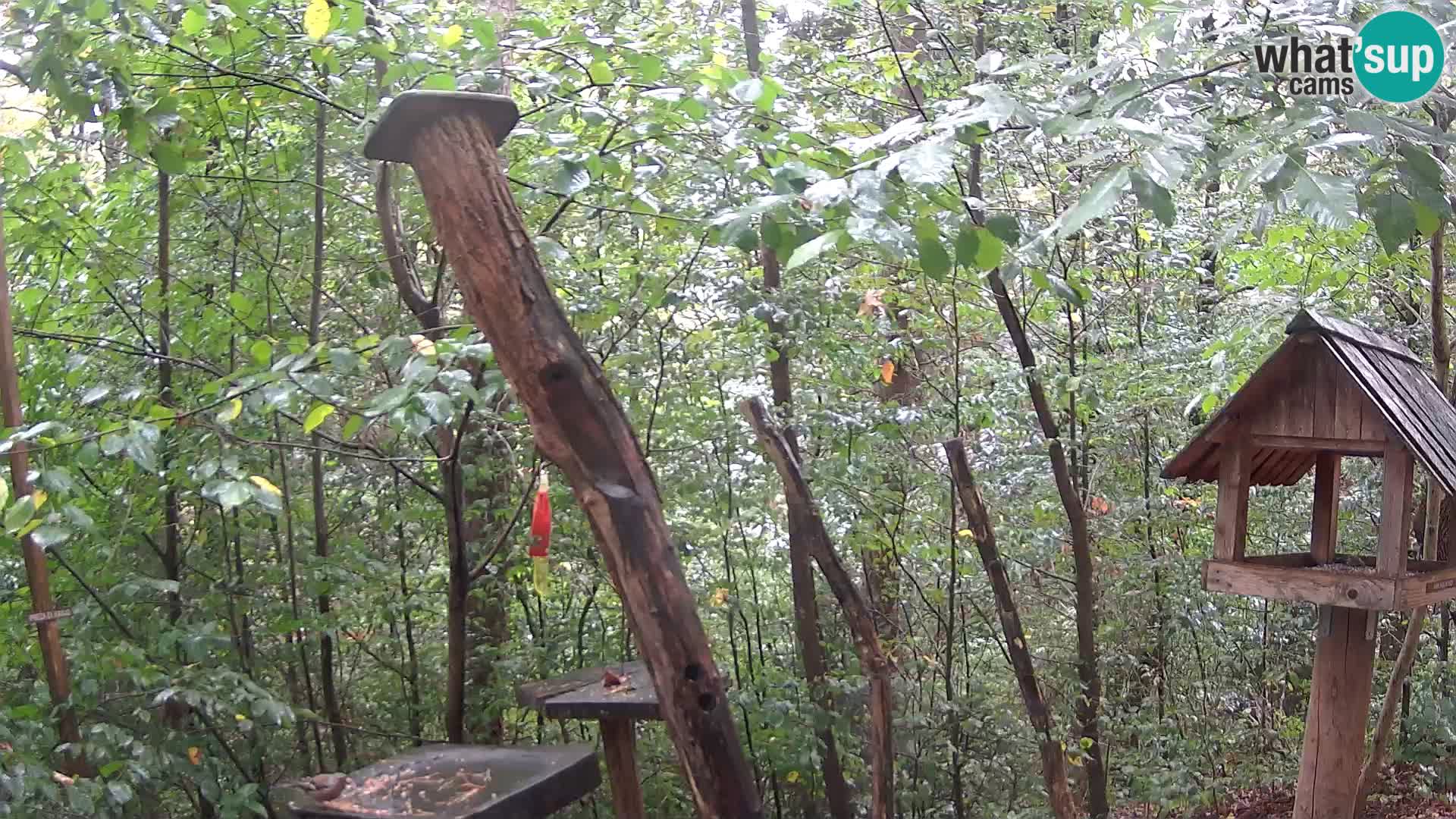 Krmilnice za ptiče v ZOO Ljubljana spletna kamera