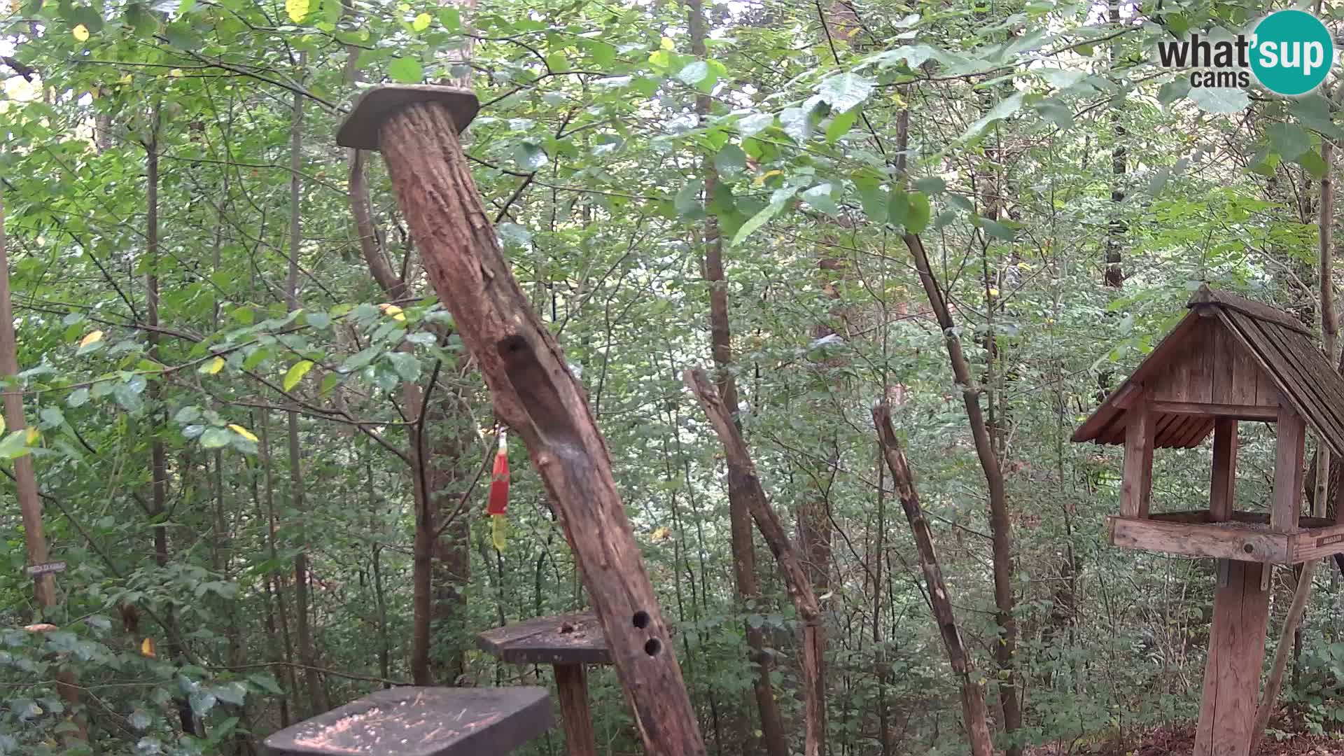 Mangeoires pour oiseaux au ZOO live webcam Ljubljana