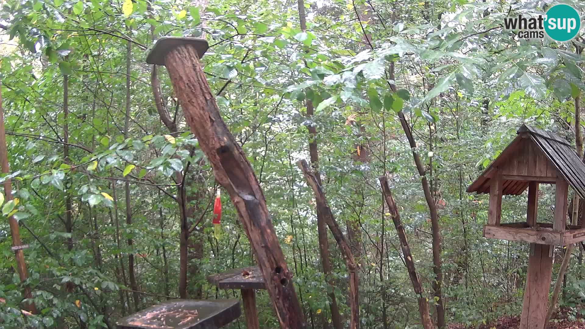 Krmilnice za ptiče v ZOO Ljubljana spletna kamera