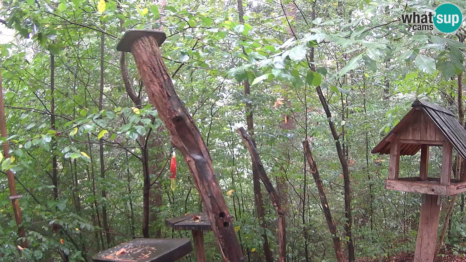Bird feeders at ZOO Ljubljana webcam