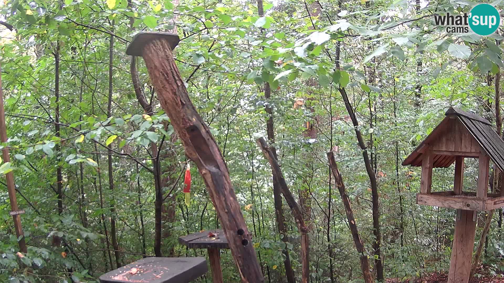 Comederos para pájaros en ZOO Ljubljana camera en vivo