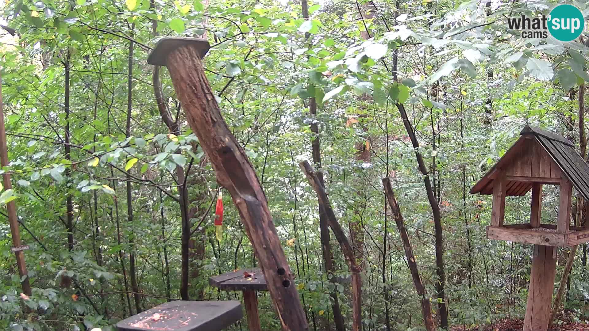 Bird feeders at ZOO Ljubljana webcam