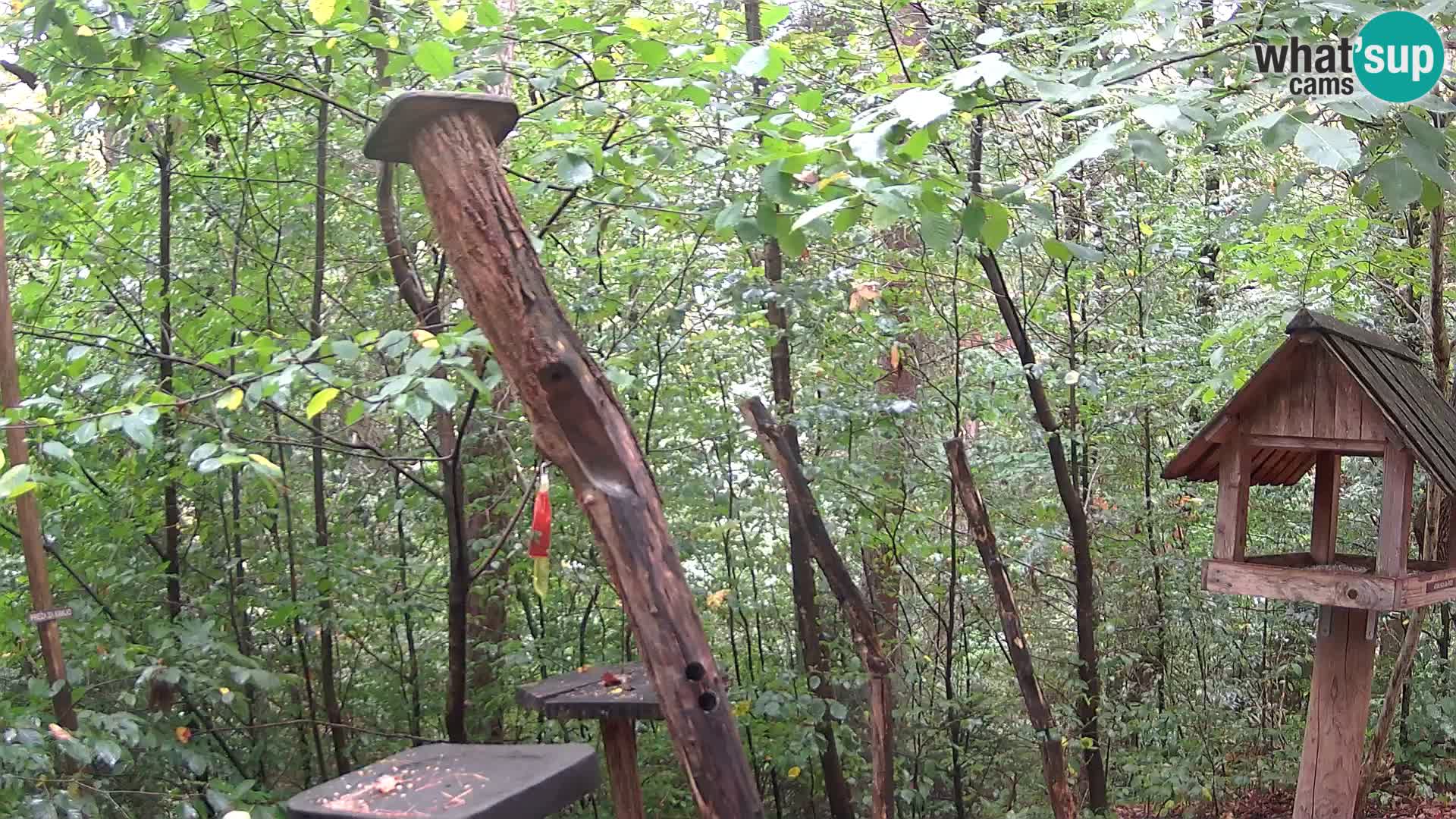 Mangeoires pour oiseaux au ZOO live webcam Ljubljana