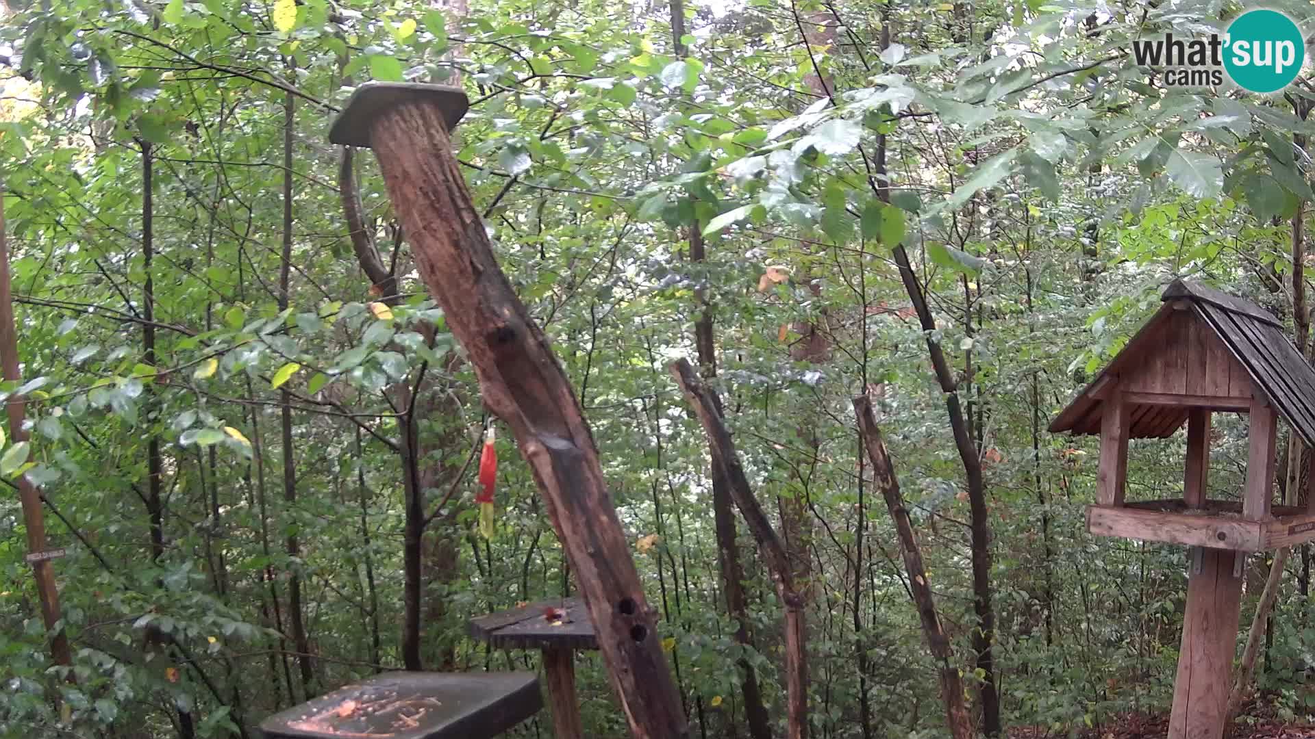 Mangeoires pour oiseaux au ZOO live webcam Ljubljana