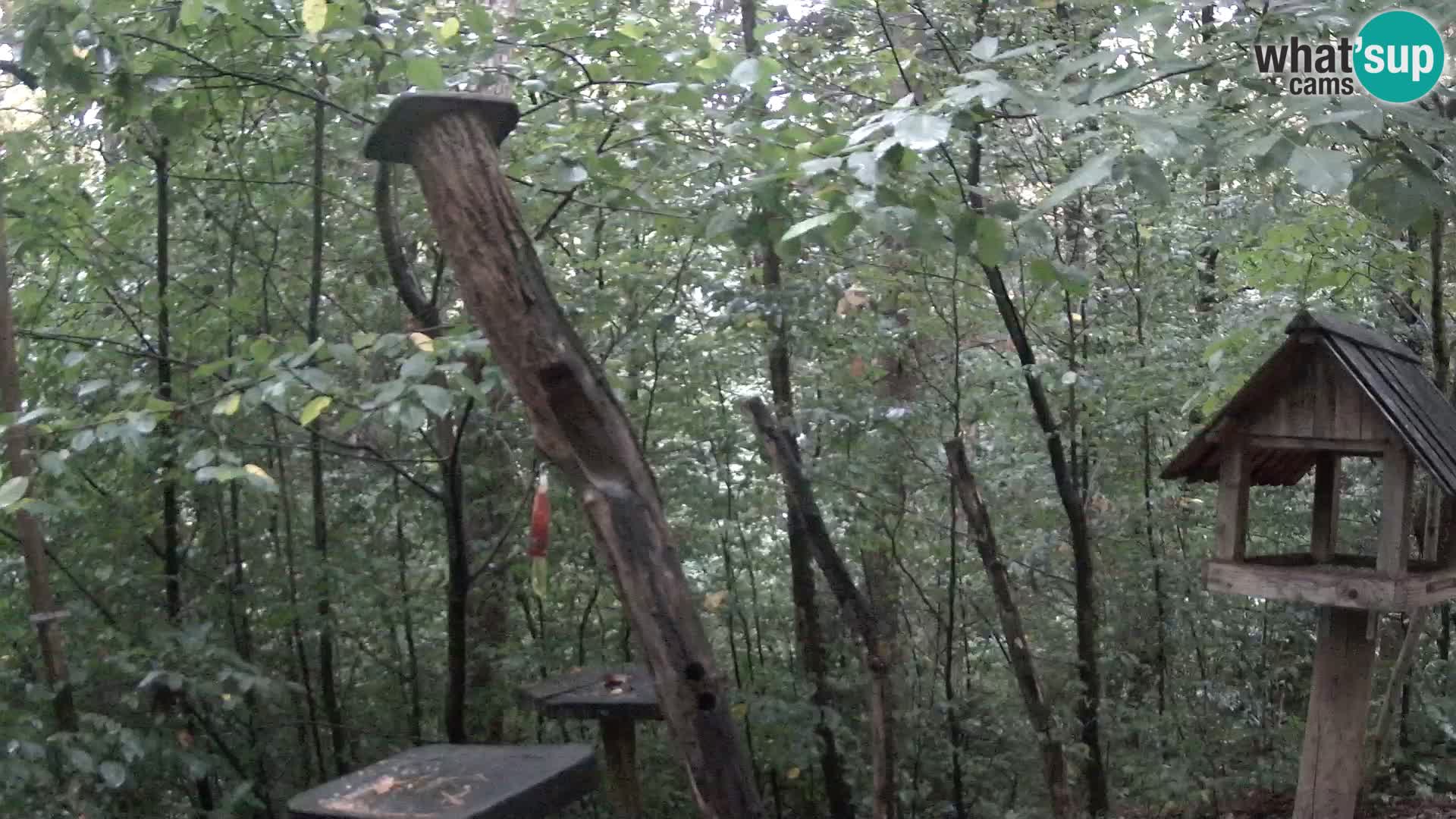 Hranilice za ptice u ZOO web kamera Ljubljana