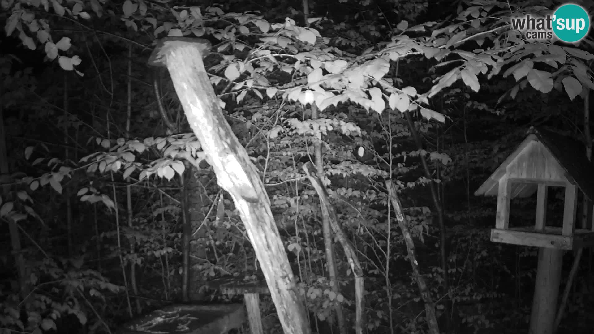 Mangeoires pour oiseaux au ZOO live webcam Ljubljana