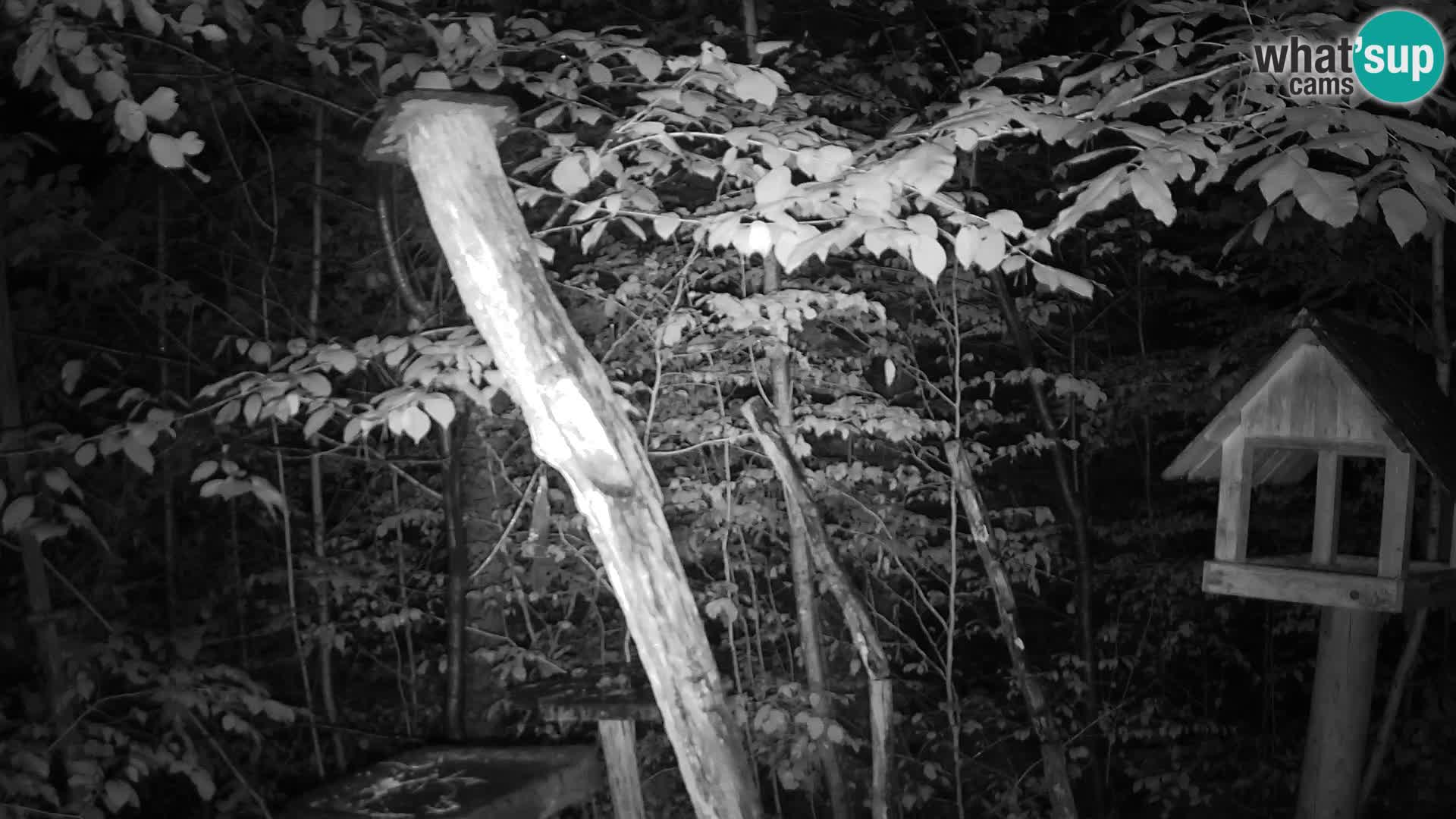 Hranilice za ptice u ZOO web kamera Ljubljana