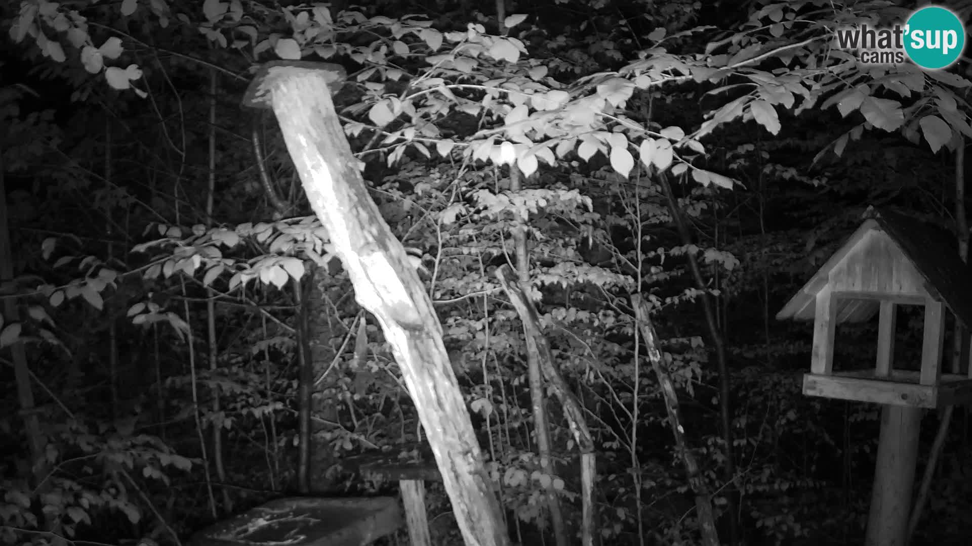 Bird feeders at ZOO Ljubljana webcam