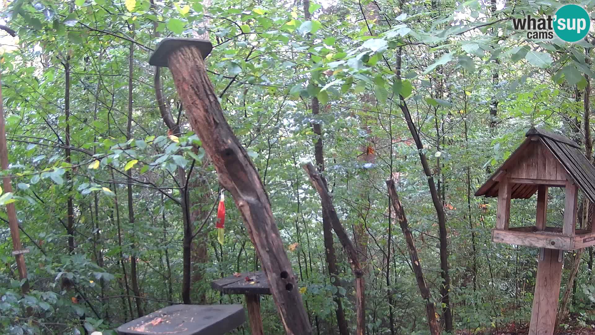 Bird feeders at ZOO Ljubljana webcam