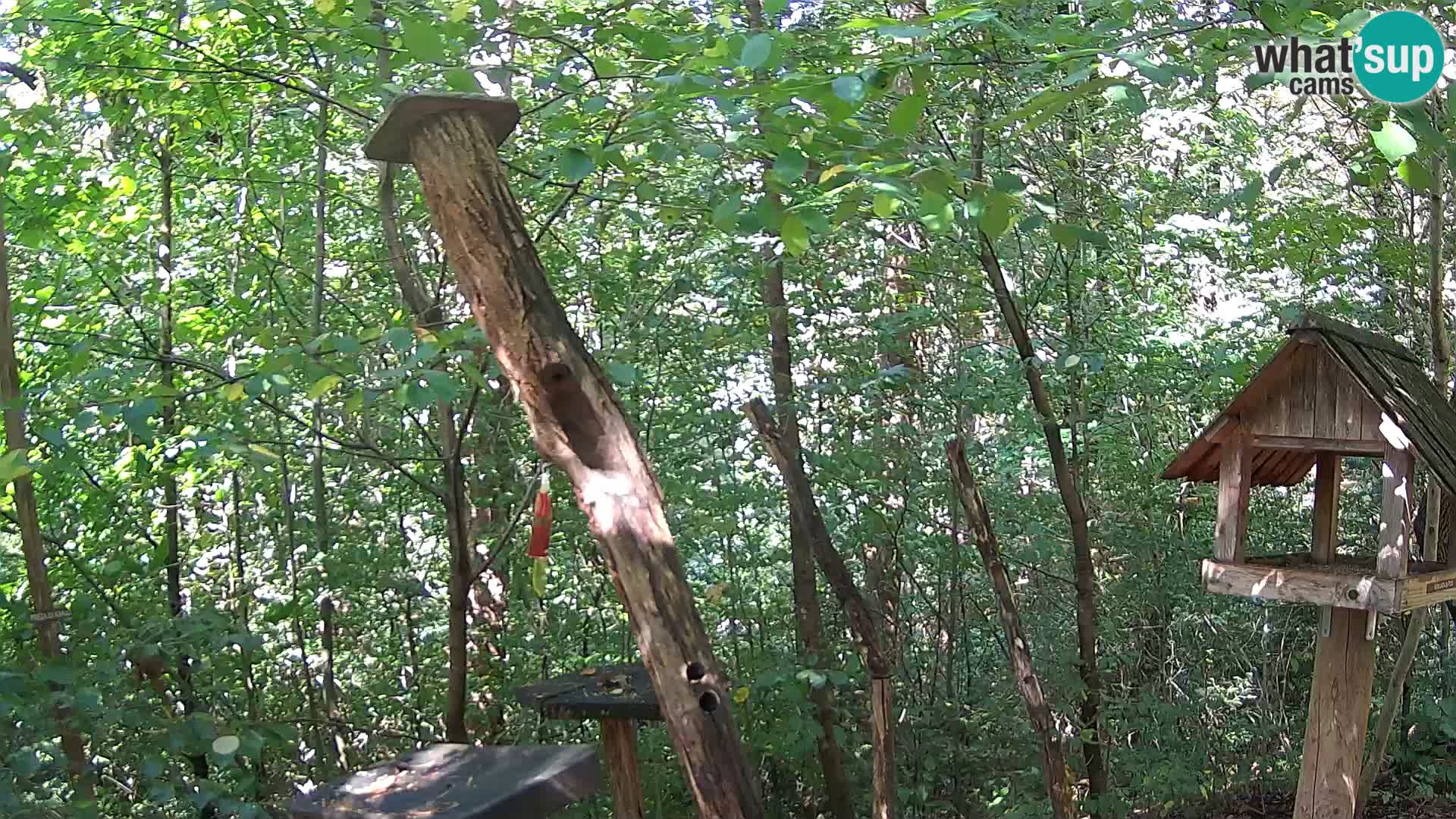 Bird feeders at ZOO Ljubljana webcam