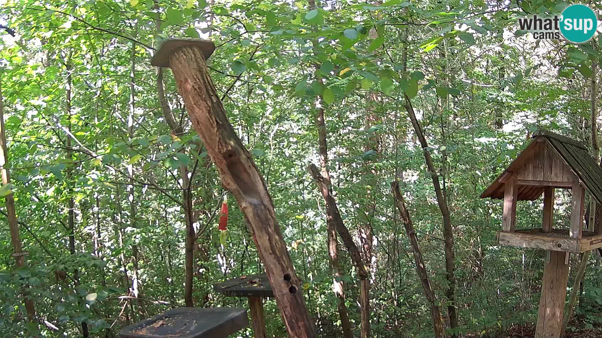Mangeoires pour oiseaux au ZOO live webcam Ljubljana