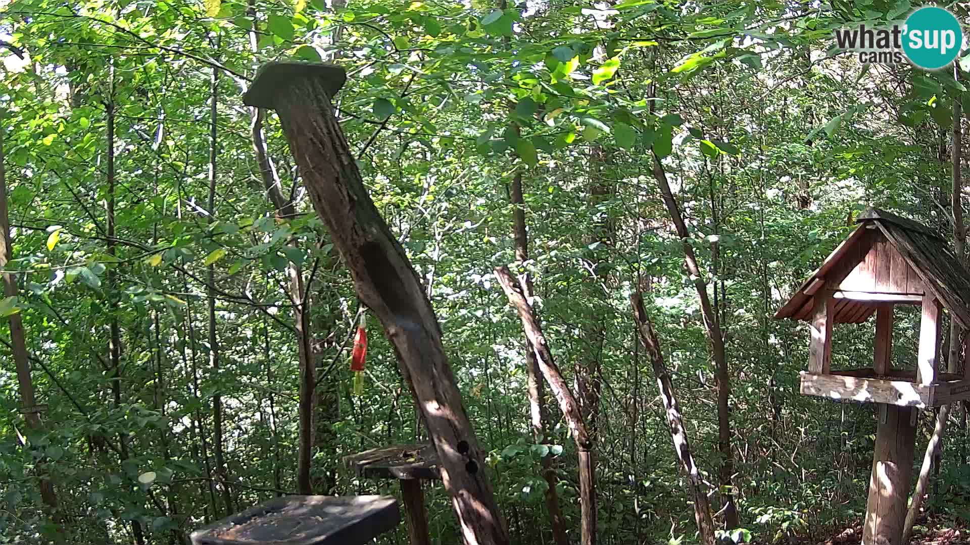 Bird feeders at ZOO Ljubljana webcam