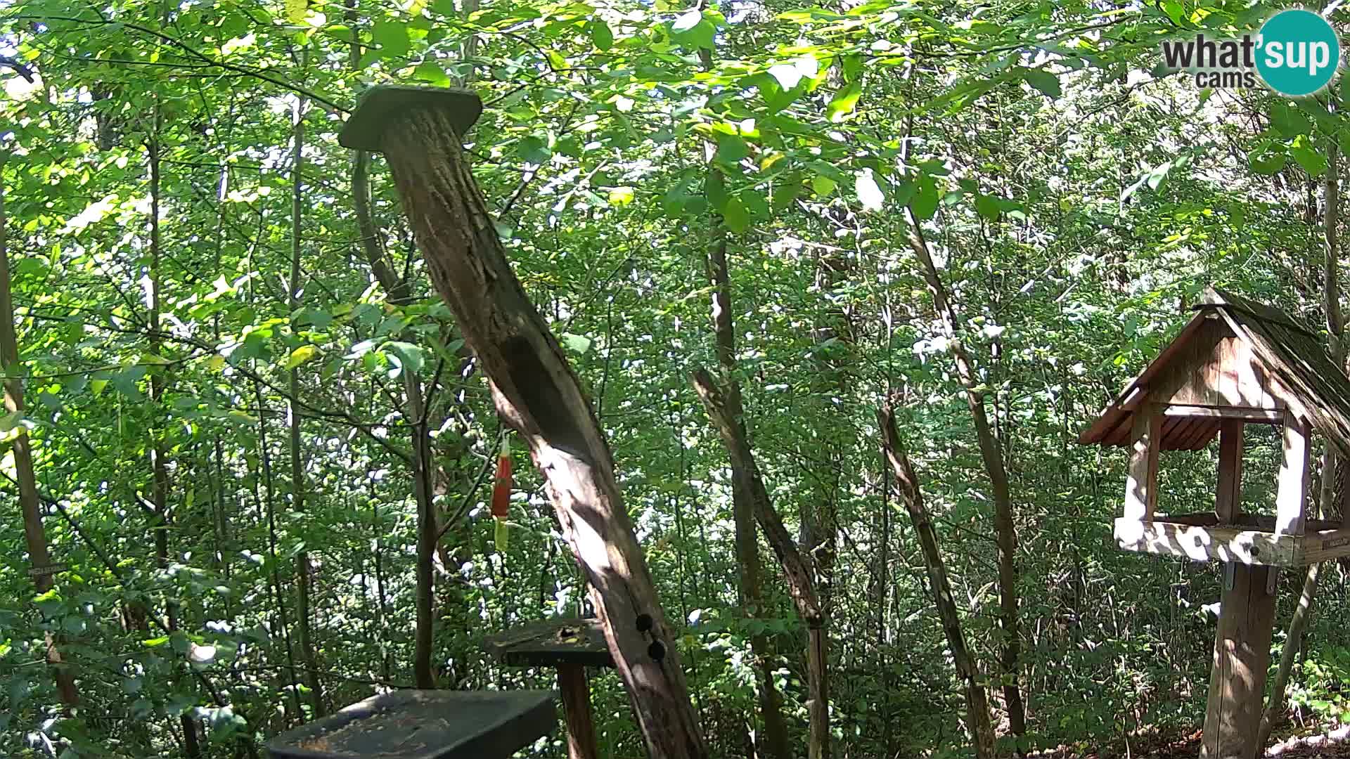 Mangeoires pour oiseaux au ZOO live webcam Ljubljana