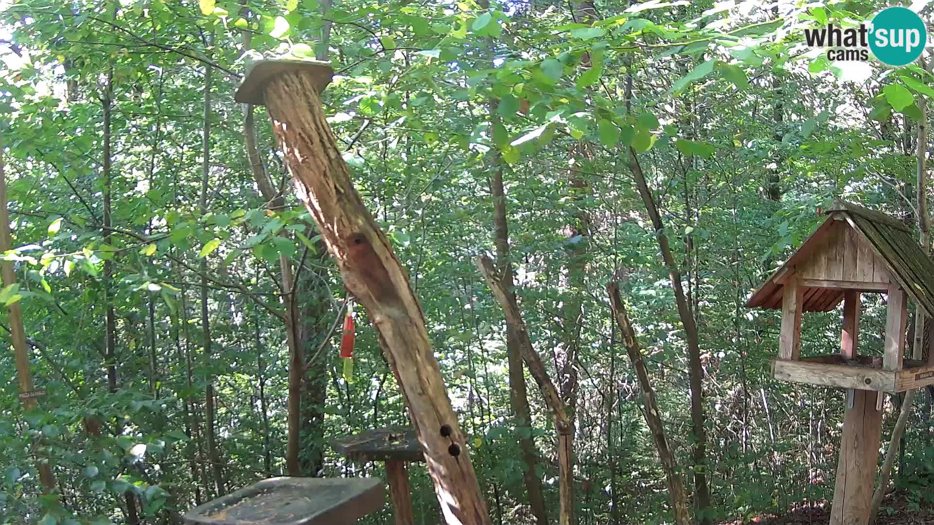Bird feeders at ZOO Ljubljana webcam