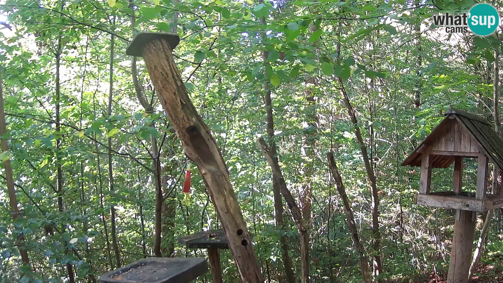 Mangiatoie per uccelli allo ZOO di Lubiana livecam