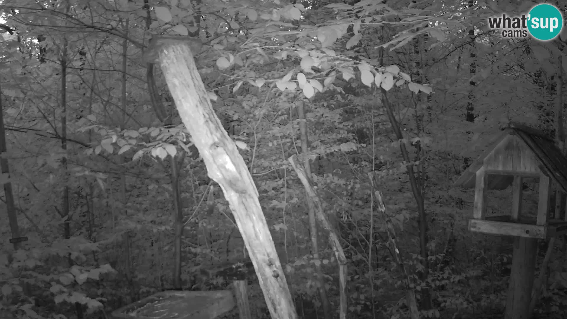 Mangiatoie per uccelli allo ZOO di Lubiana livecam