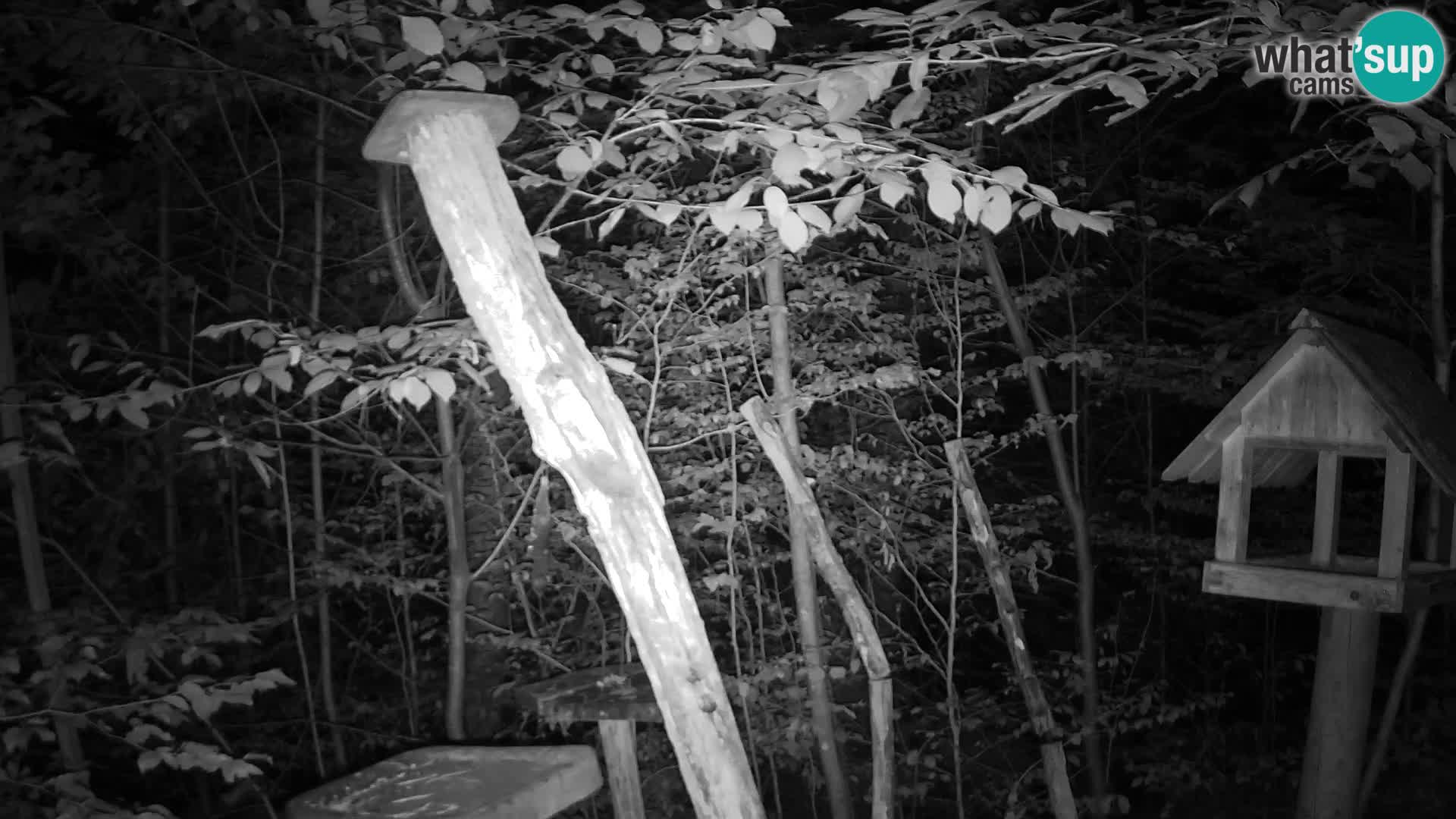Mangeoires pour oiseaux au ZOO live webcam Ljubljana