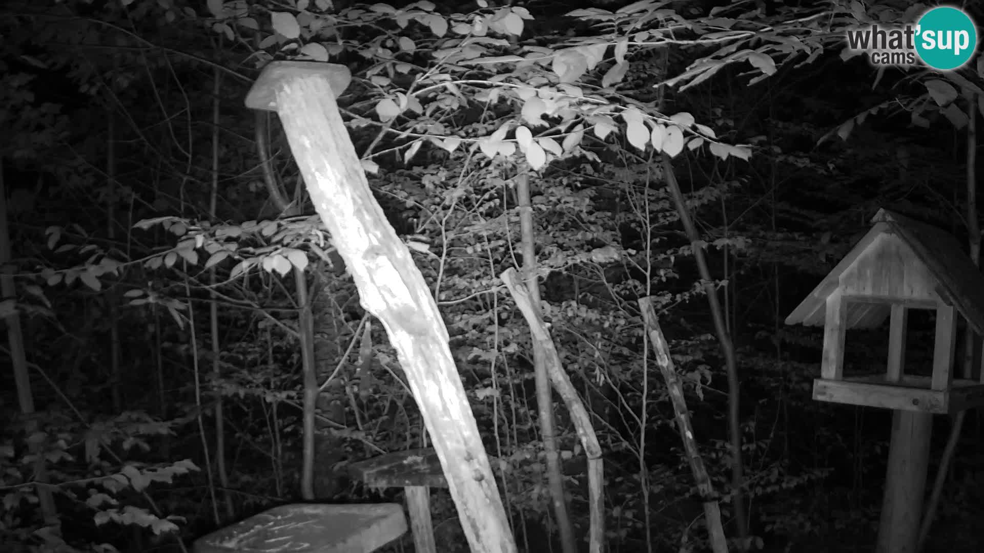 Mangeoires pour oiseaux au ZOO live webcam Ljubljana