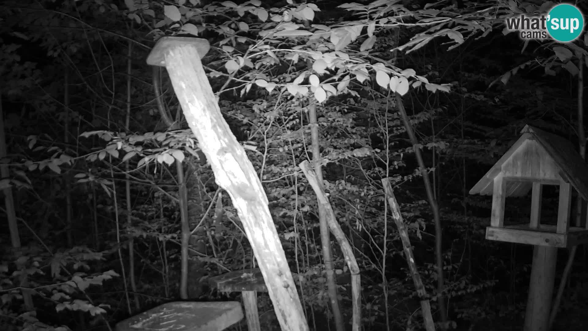 Bird feeders at ZOO Ljubljana webcam