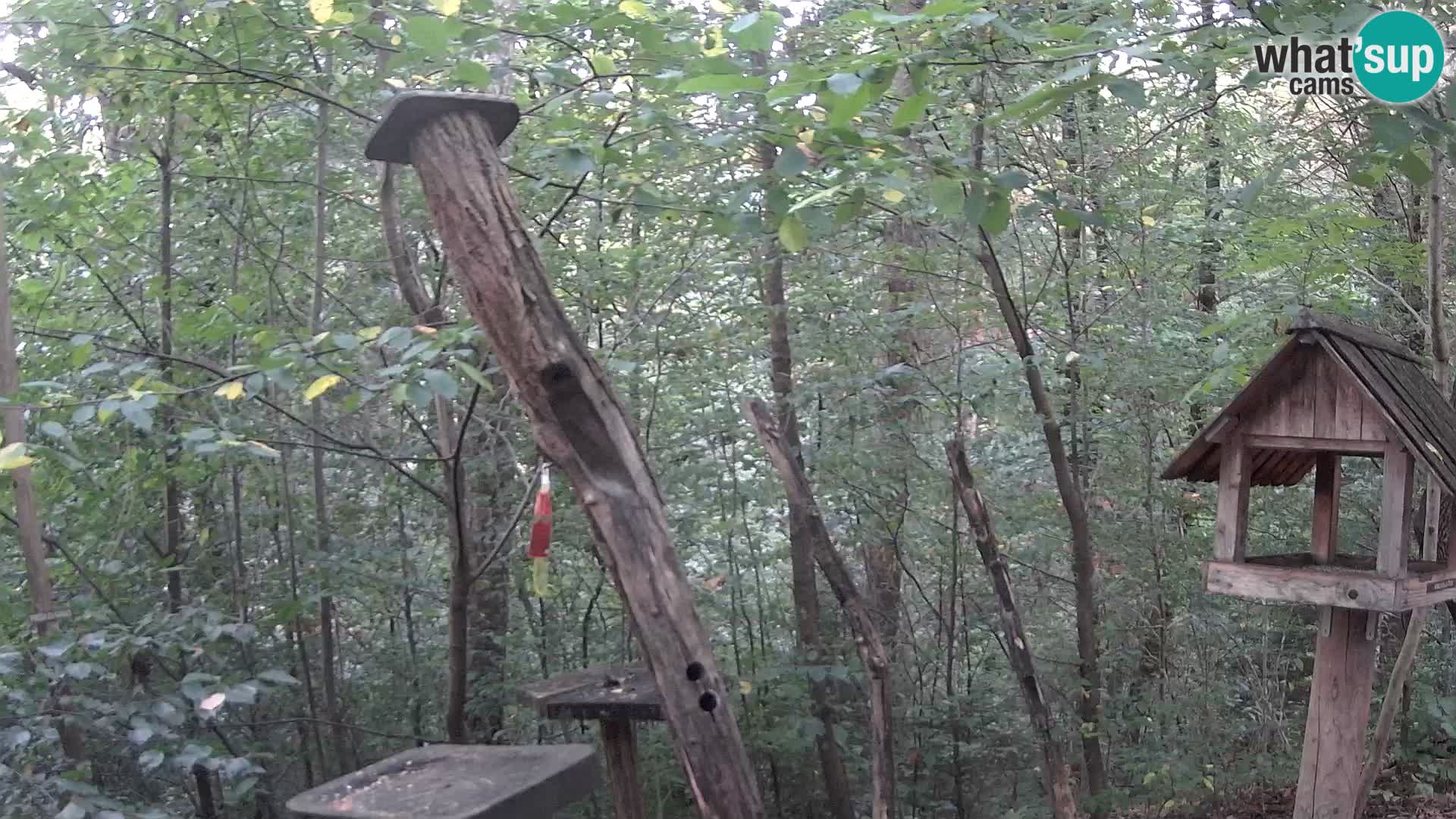 Hranilice za ptice u ZOO web kamera Ljubljana