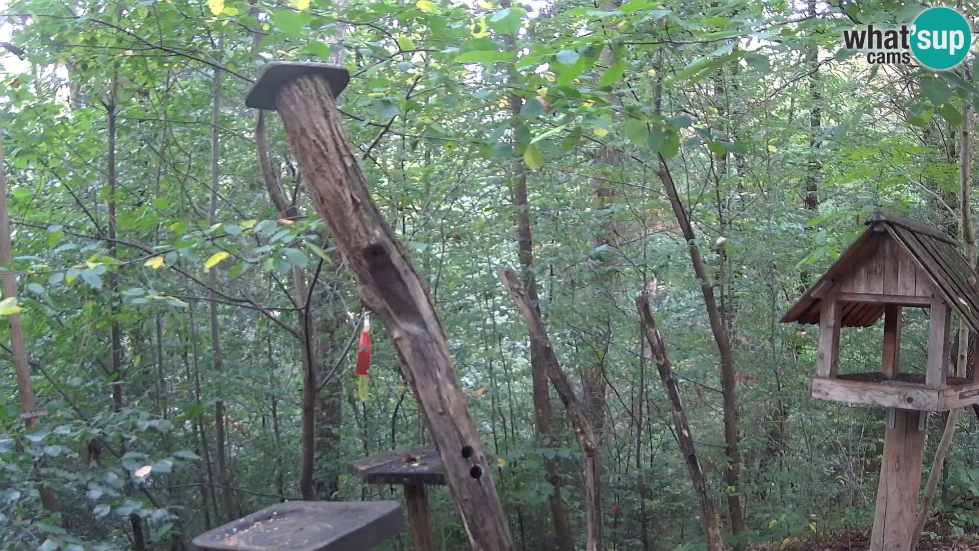 Mangiatoie per uccelli allo ZOO di Lubiana livecam