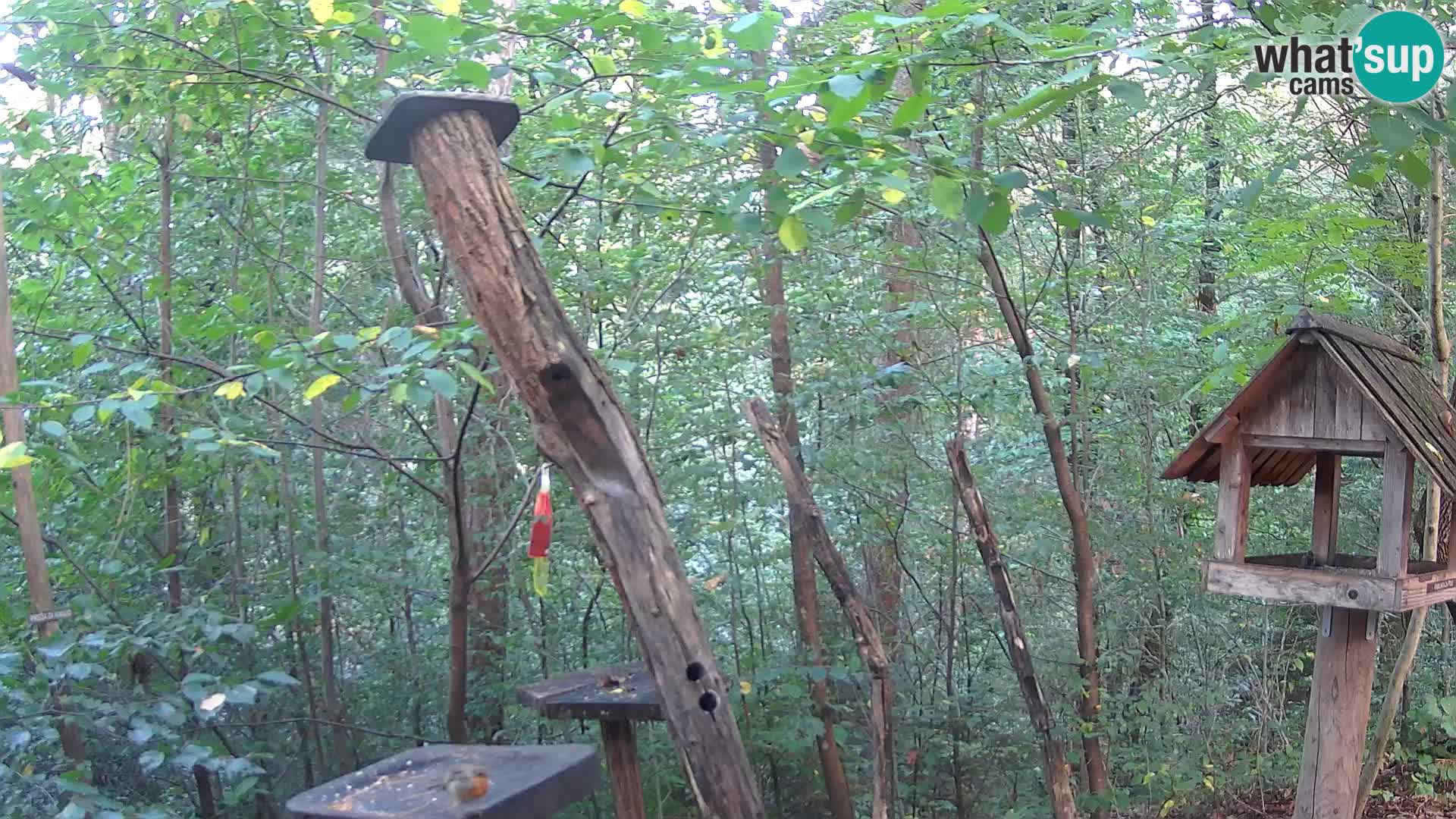 Hranilice za ptice u ZOO web kamera Ljubljana