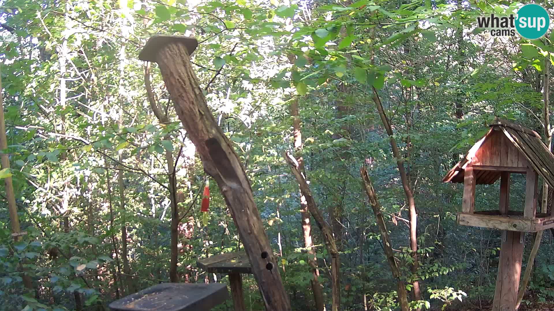 Comederos para pájaros en ZOO Ljubljana camera en vivo