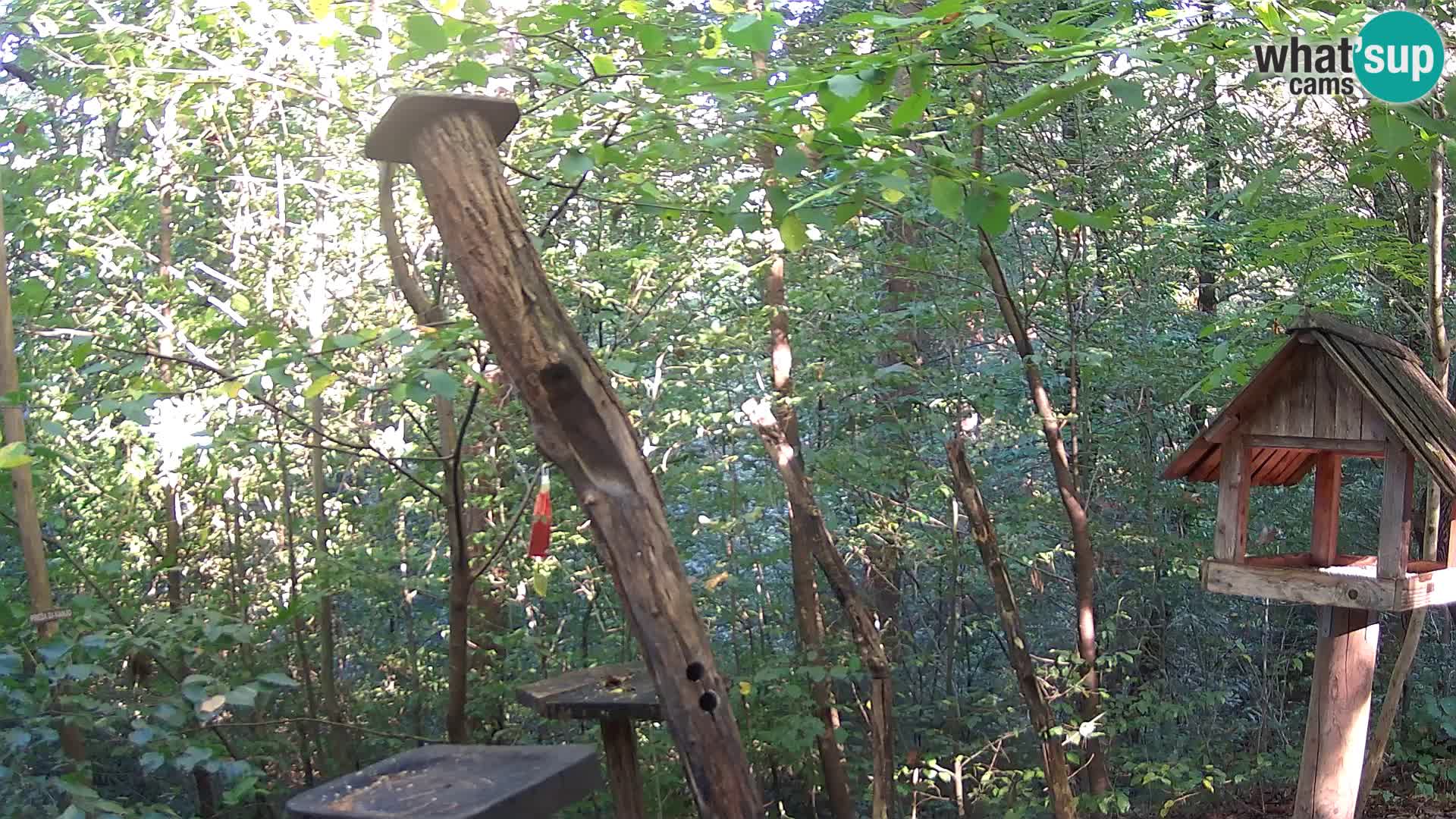 Mangeoires pour oiseaux au ZOO live webcam Ljubljana