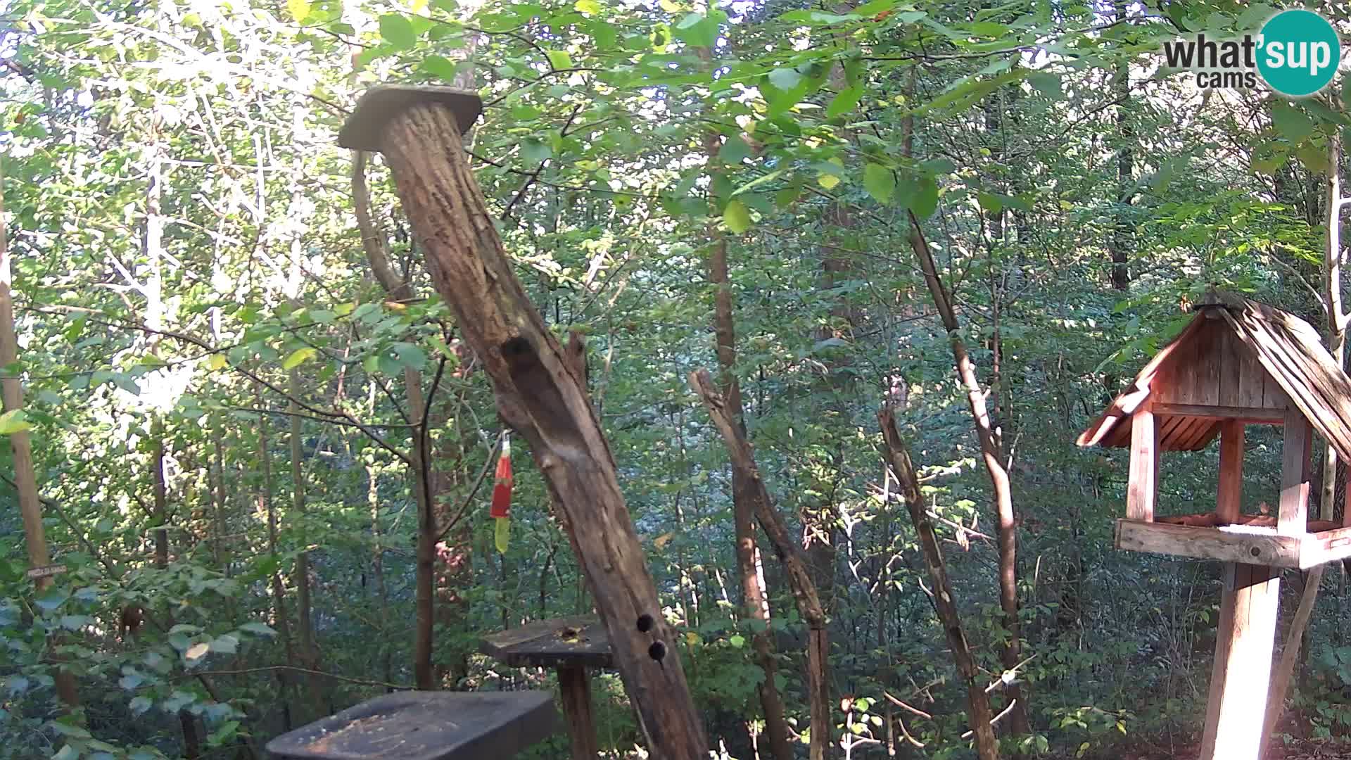 Mangeoires pour oiseaux au ZOO live webcam Ljubljana