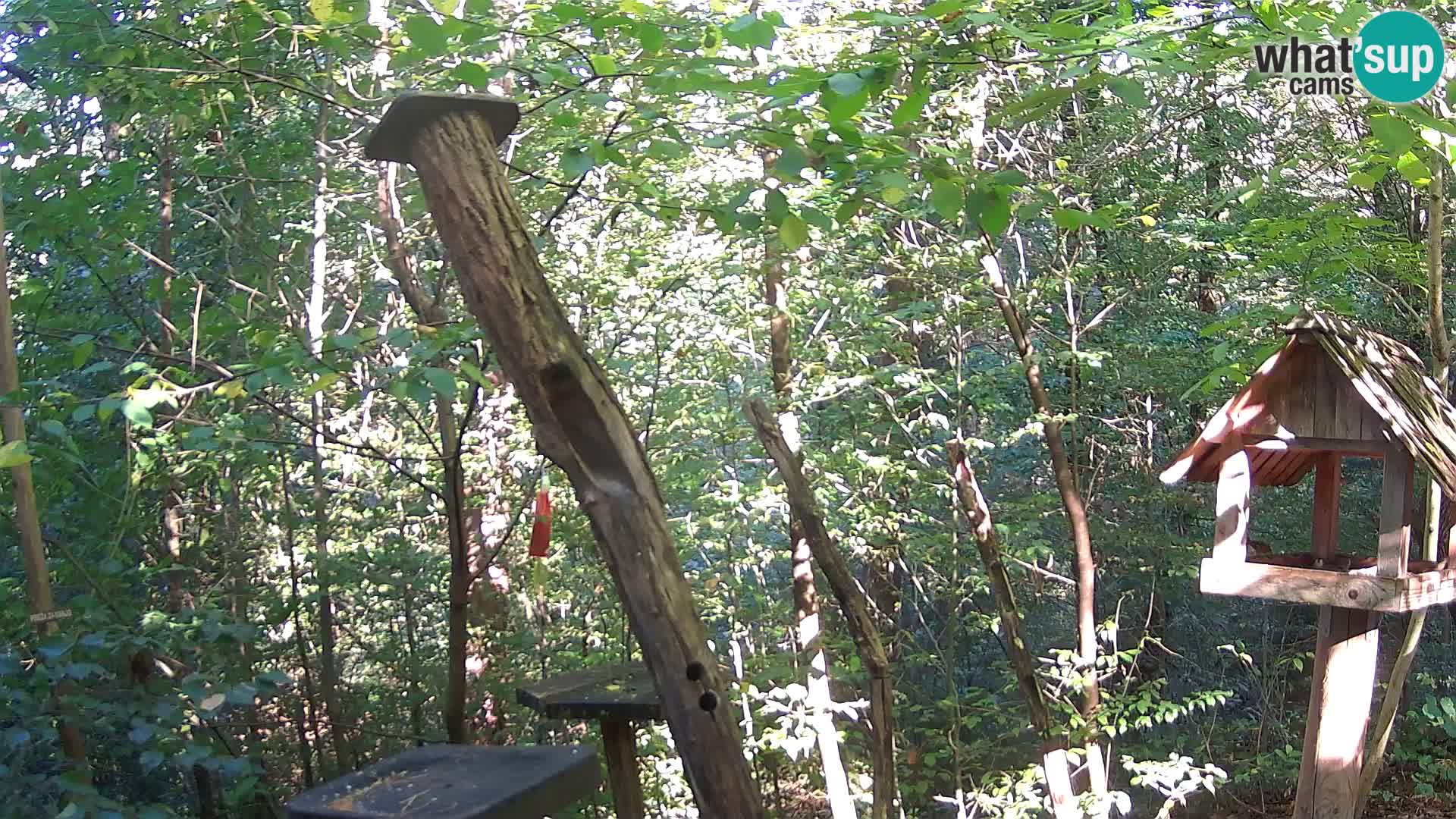 Comederos para pájaros en ZOO Ljubljana camera en vivo