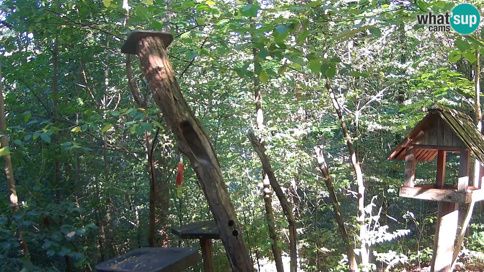 Hranilice za ptice u ZOO web kamera Ljubljana