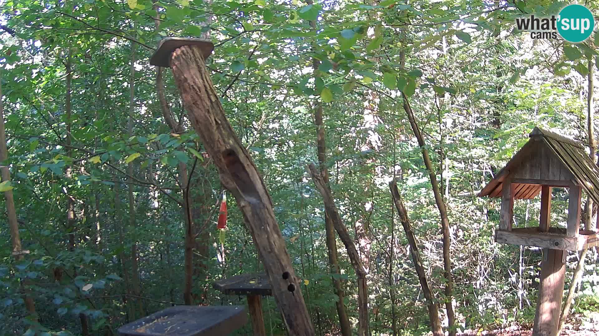 Vogelfutterhäuschen im ZOO webcam Ljubljana