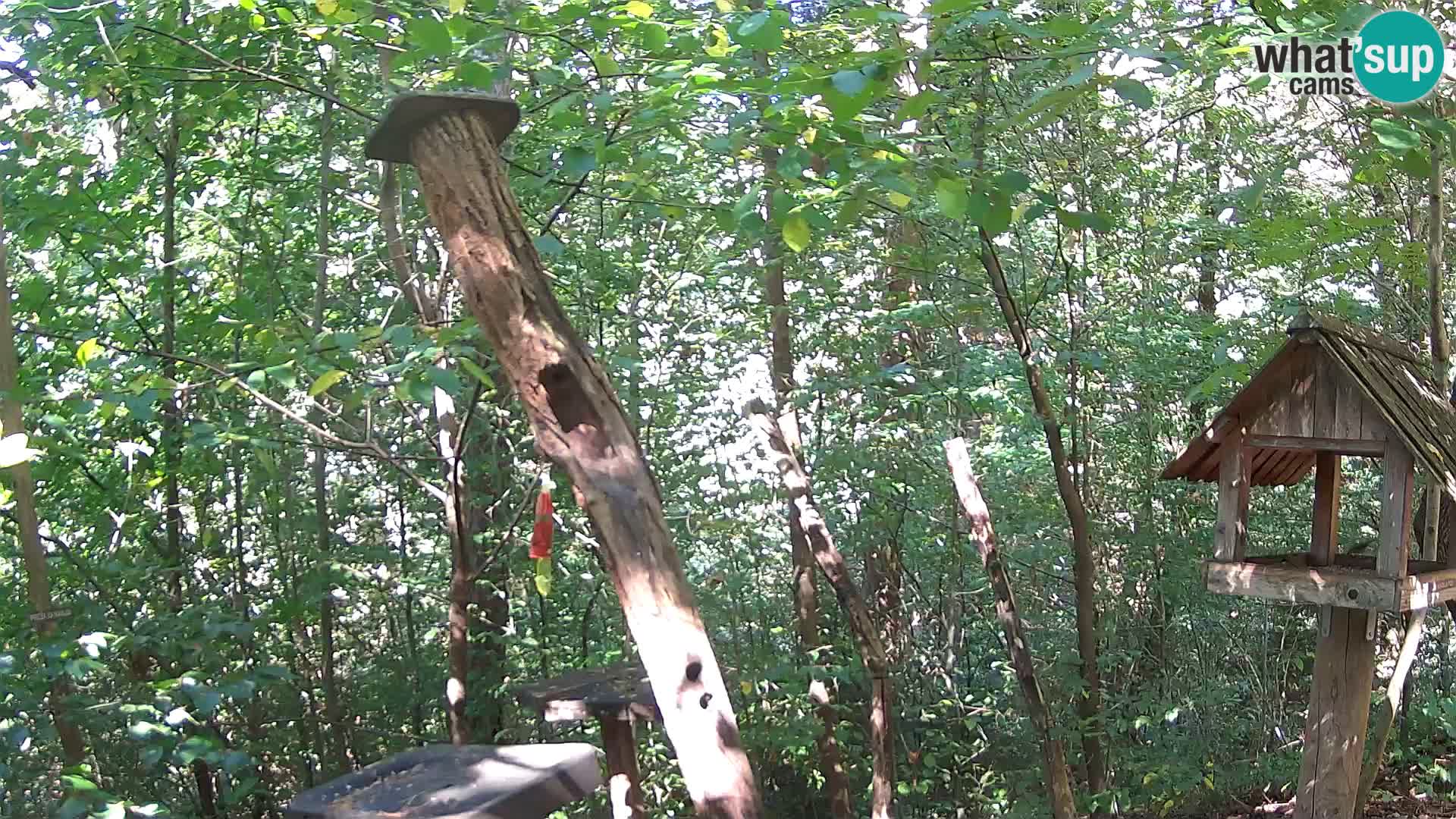 Bird feeders at ZOO Ljubljana webcam