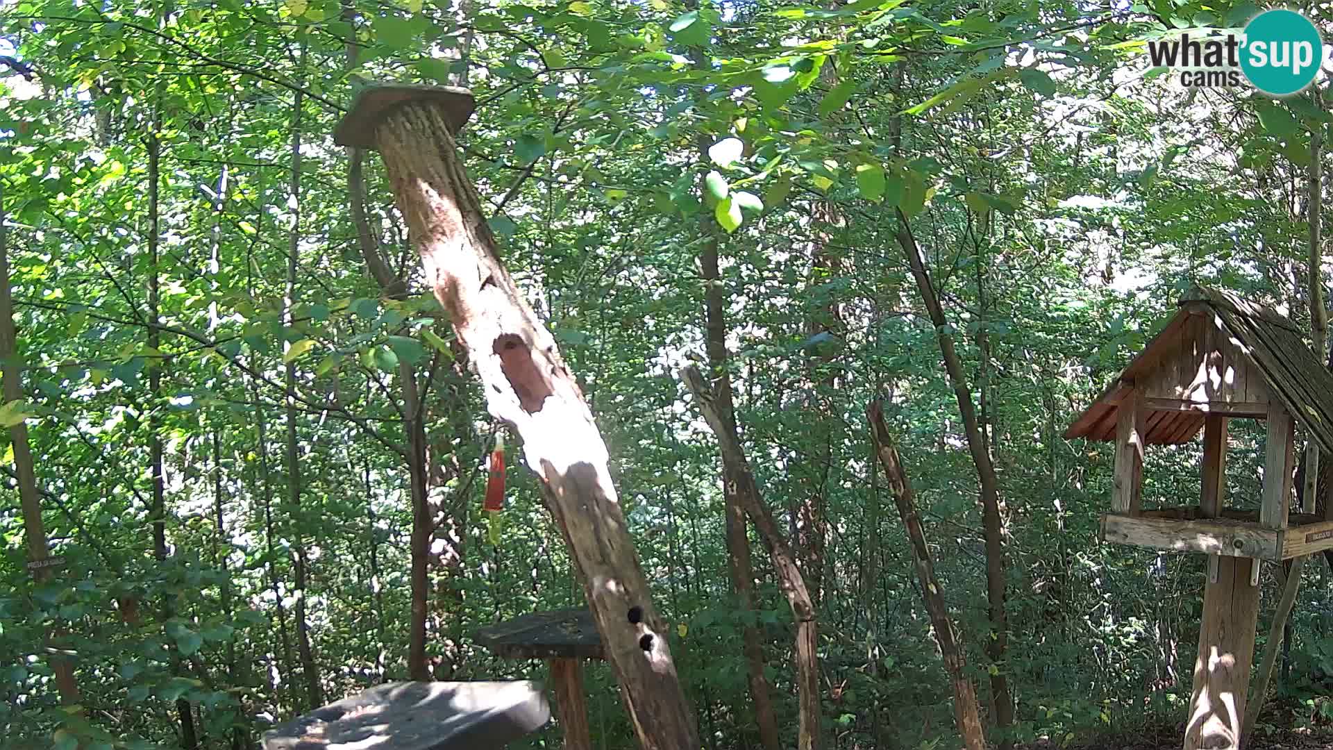 Mangeoires pour oiseaux au ZOO live webcam Ljubljana